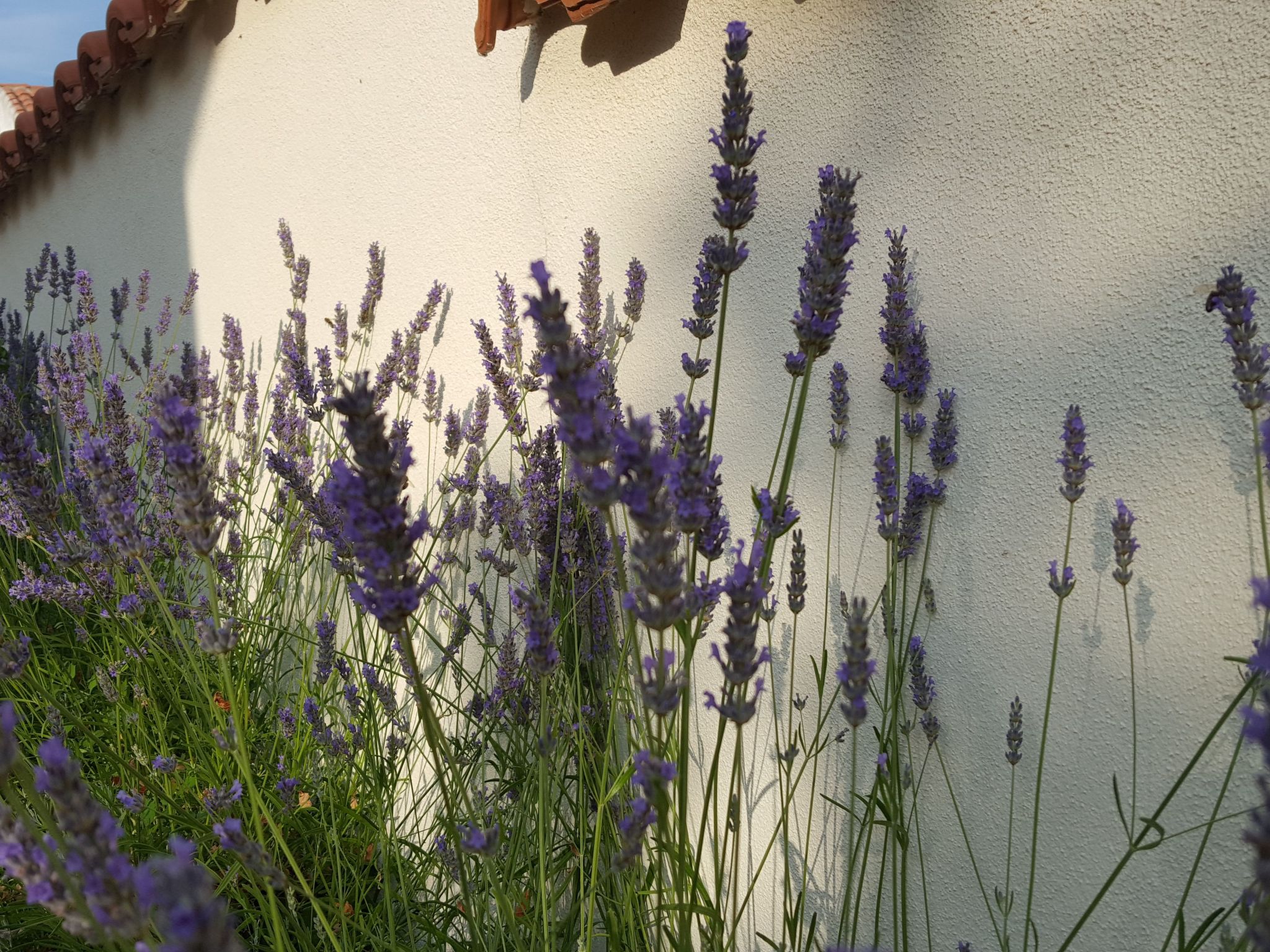 "Lavanda"-Dehors