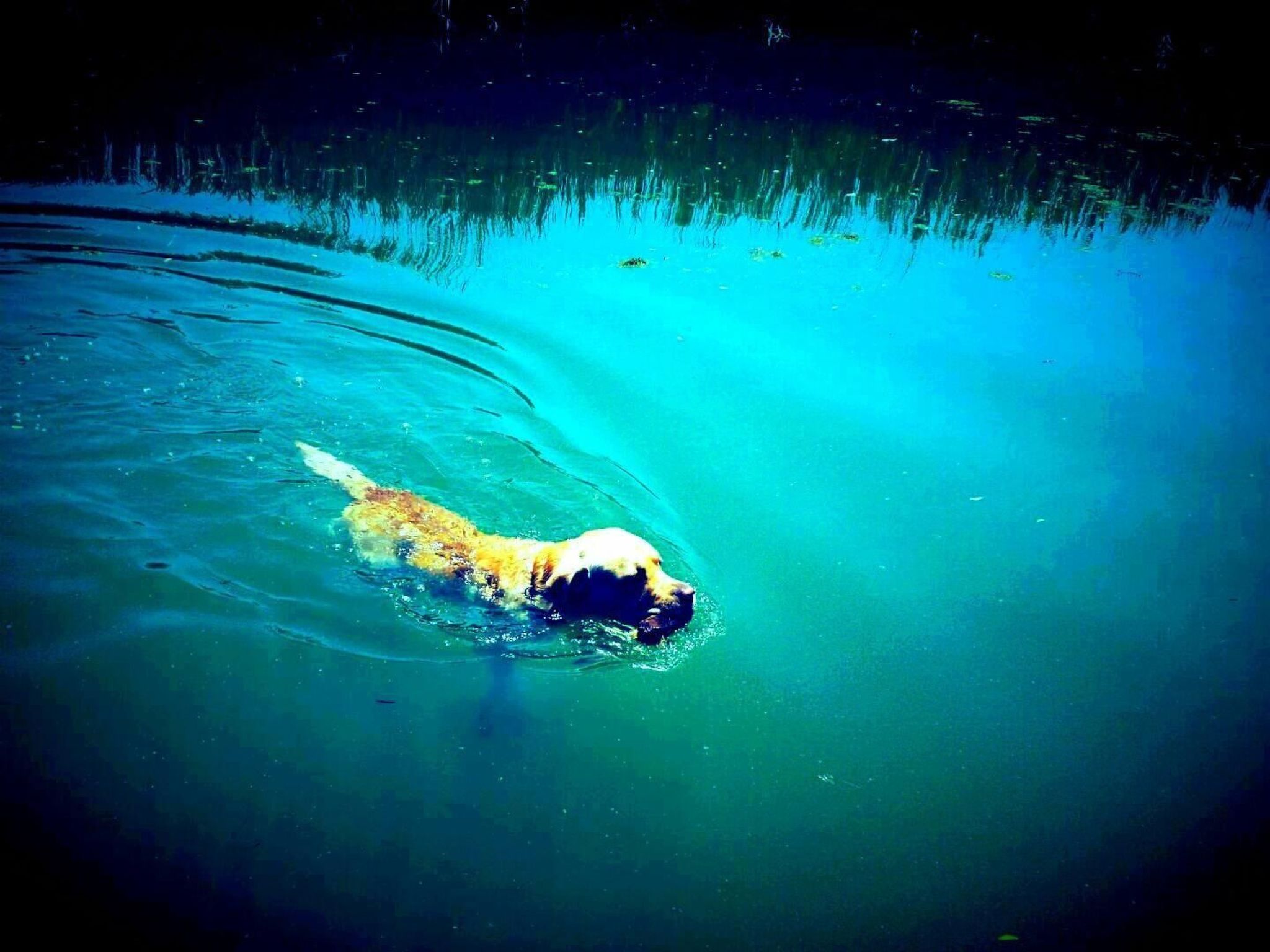 Am Fluss gelegenes Haus mit Galerieschlafplätzen-Binnen