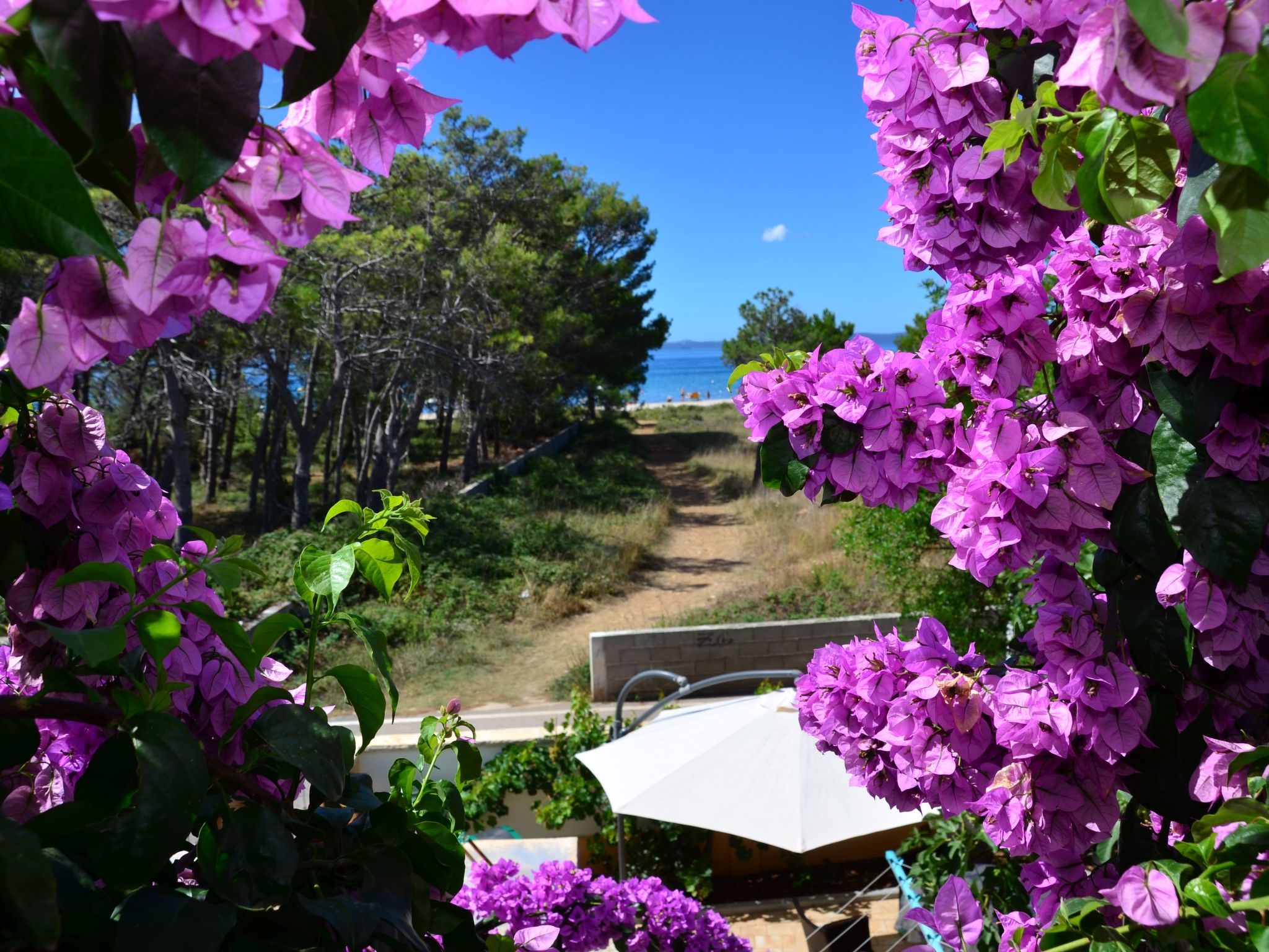 Delfin-Image-tags.info