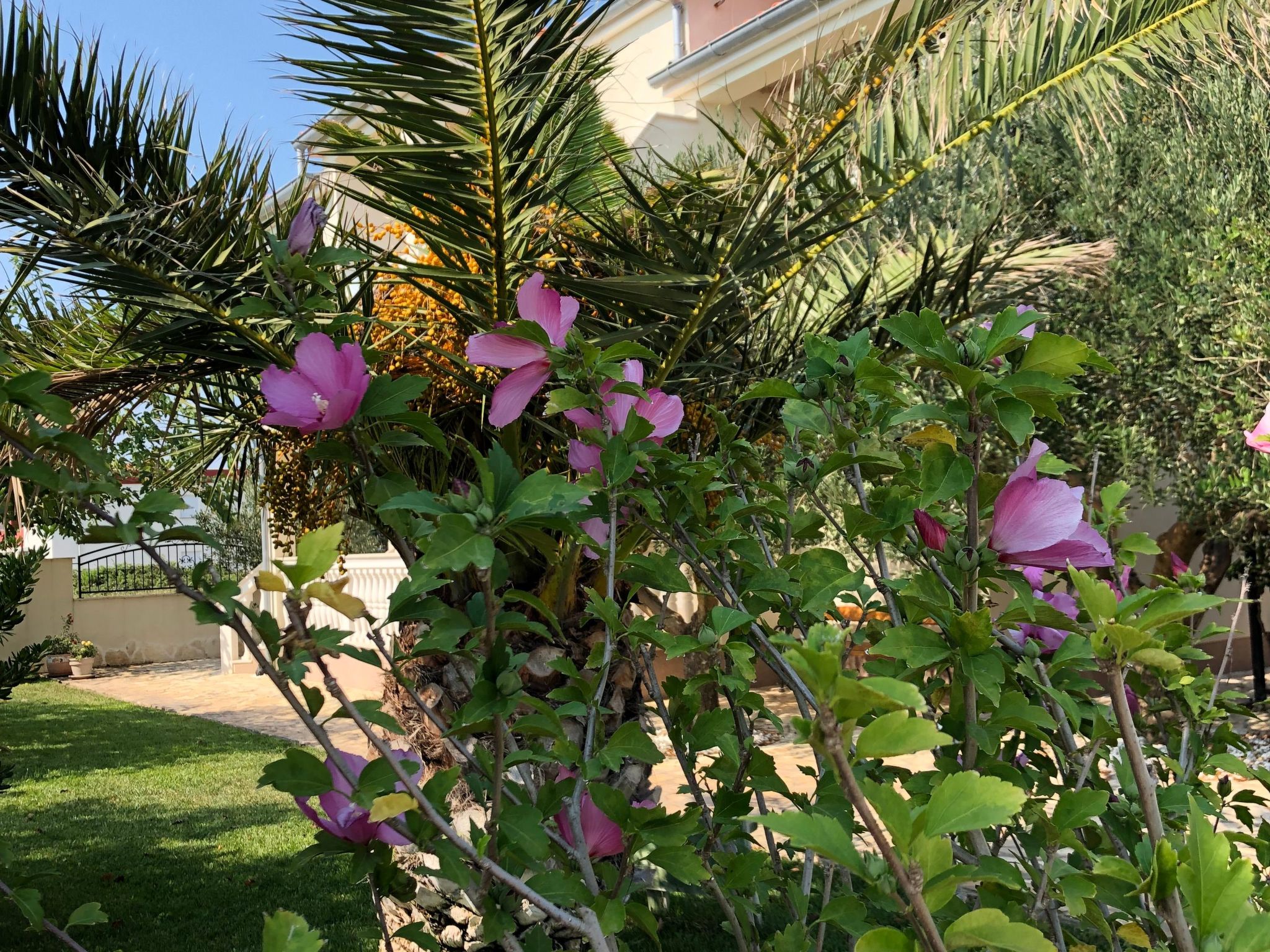 Villa Olive Grove-Drinnen