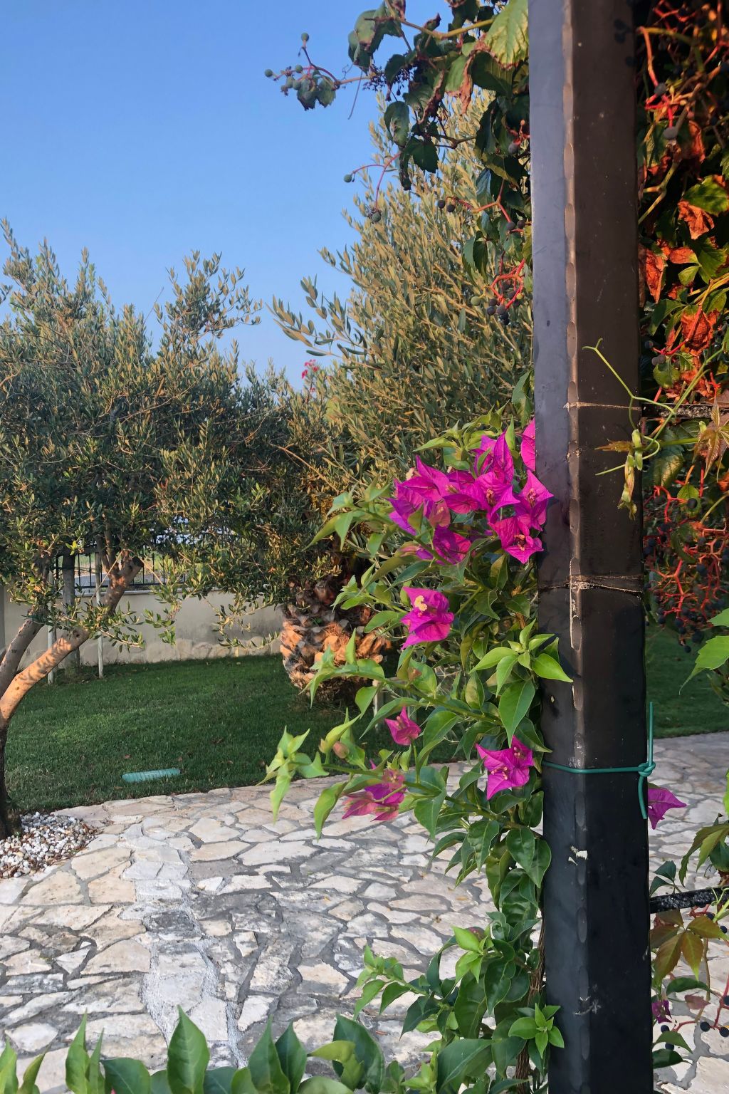 Villa Olive Grove-Drinnen