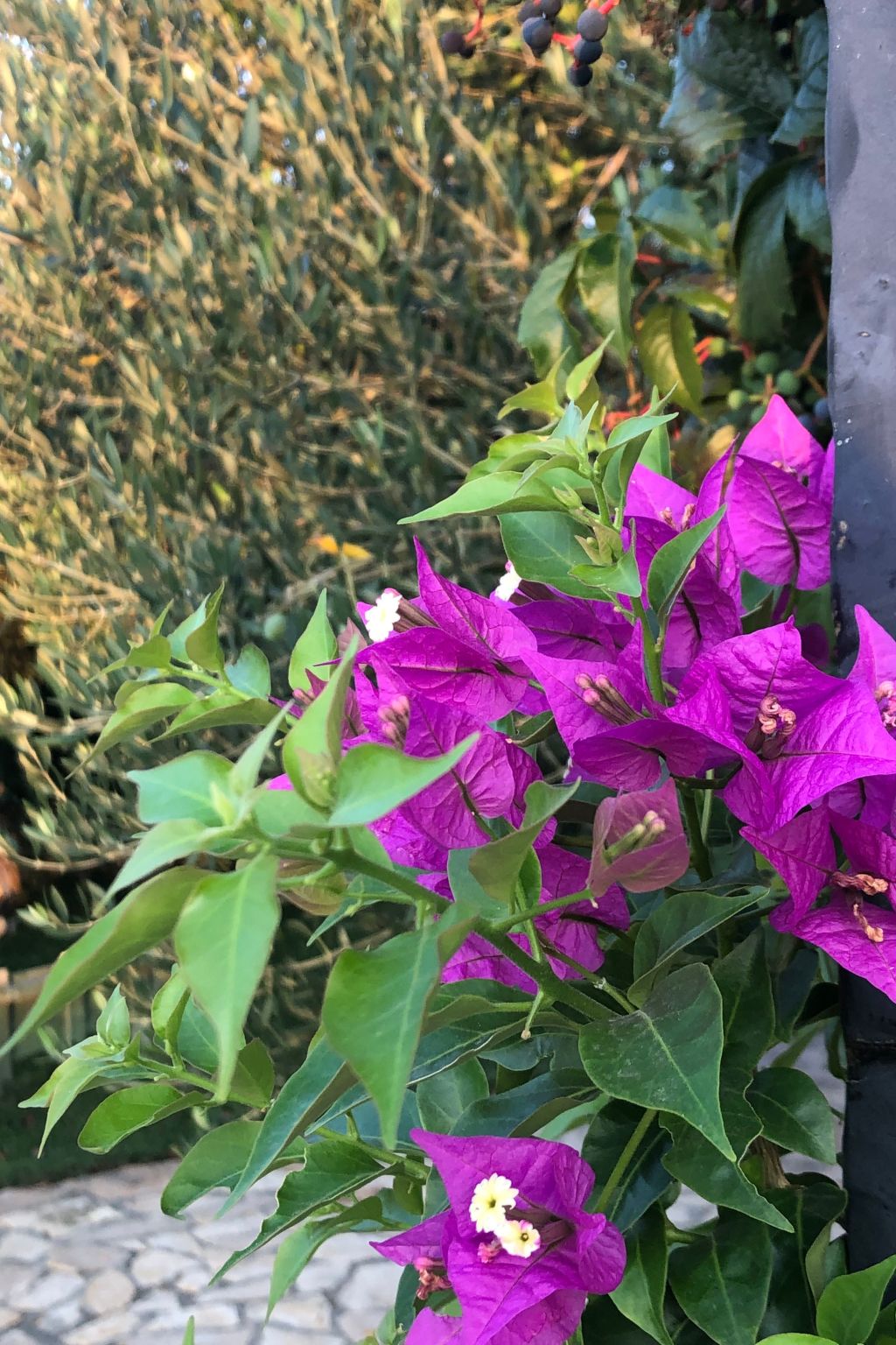 Villa Olive Grove-Drinnen