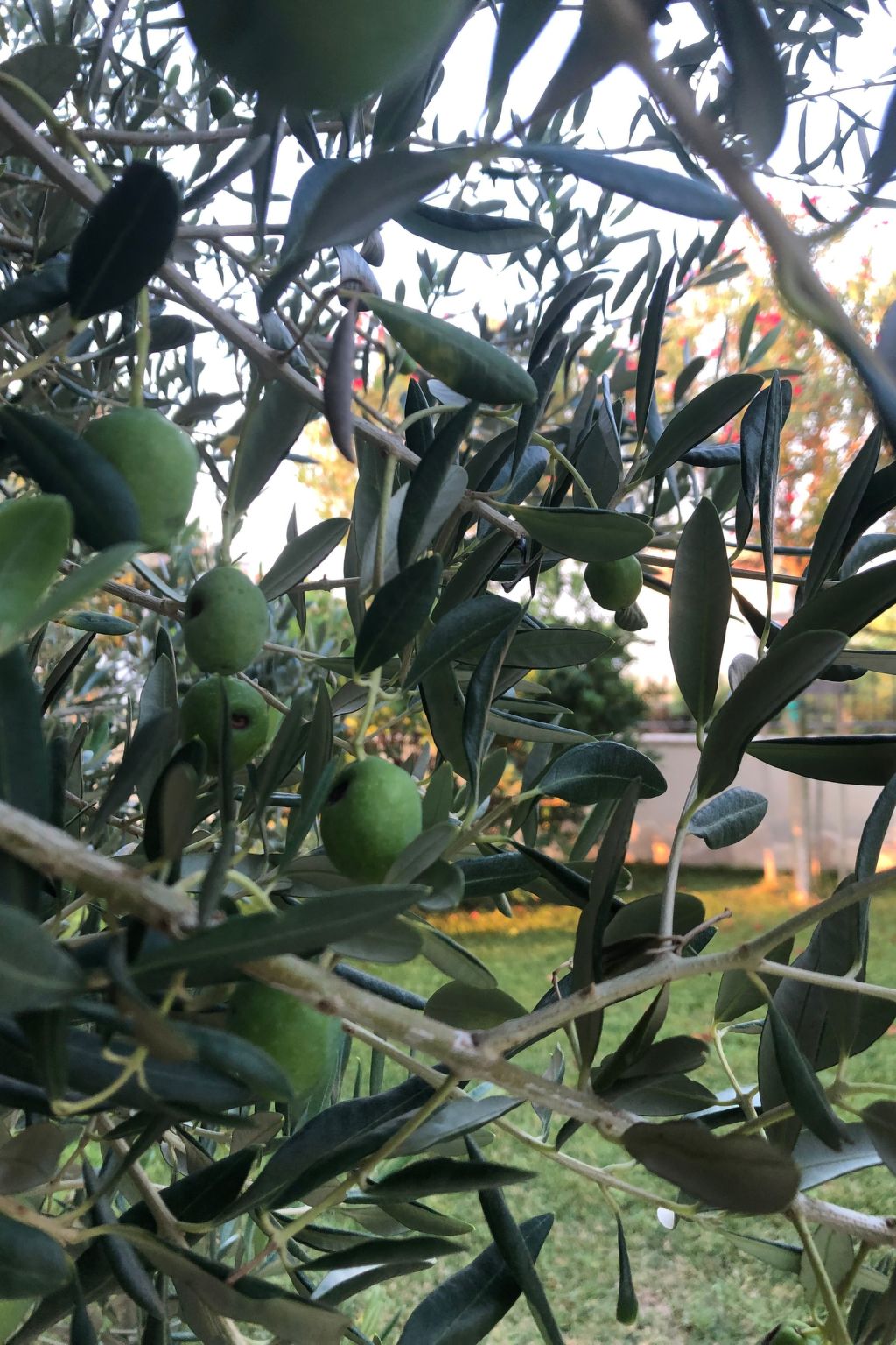 Villa Olive Grove-Drinnen