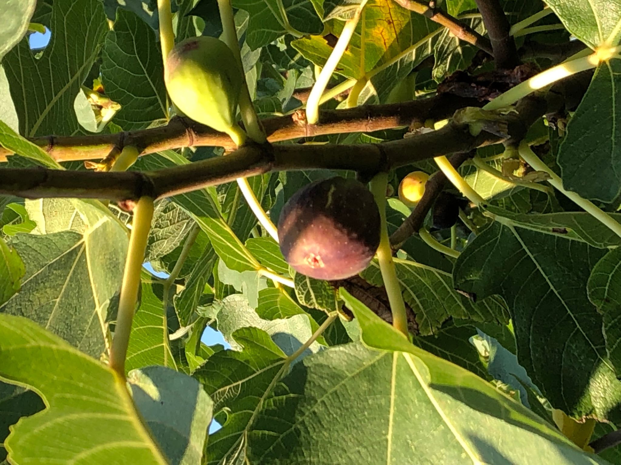 Villa Olive Grove-Drinnen