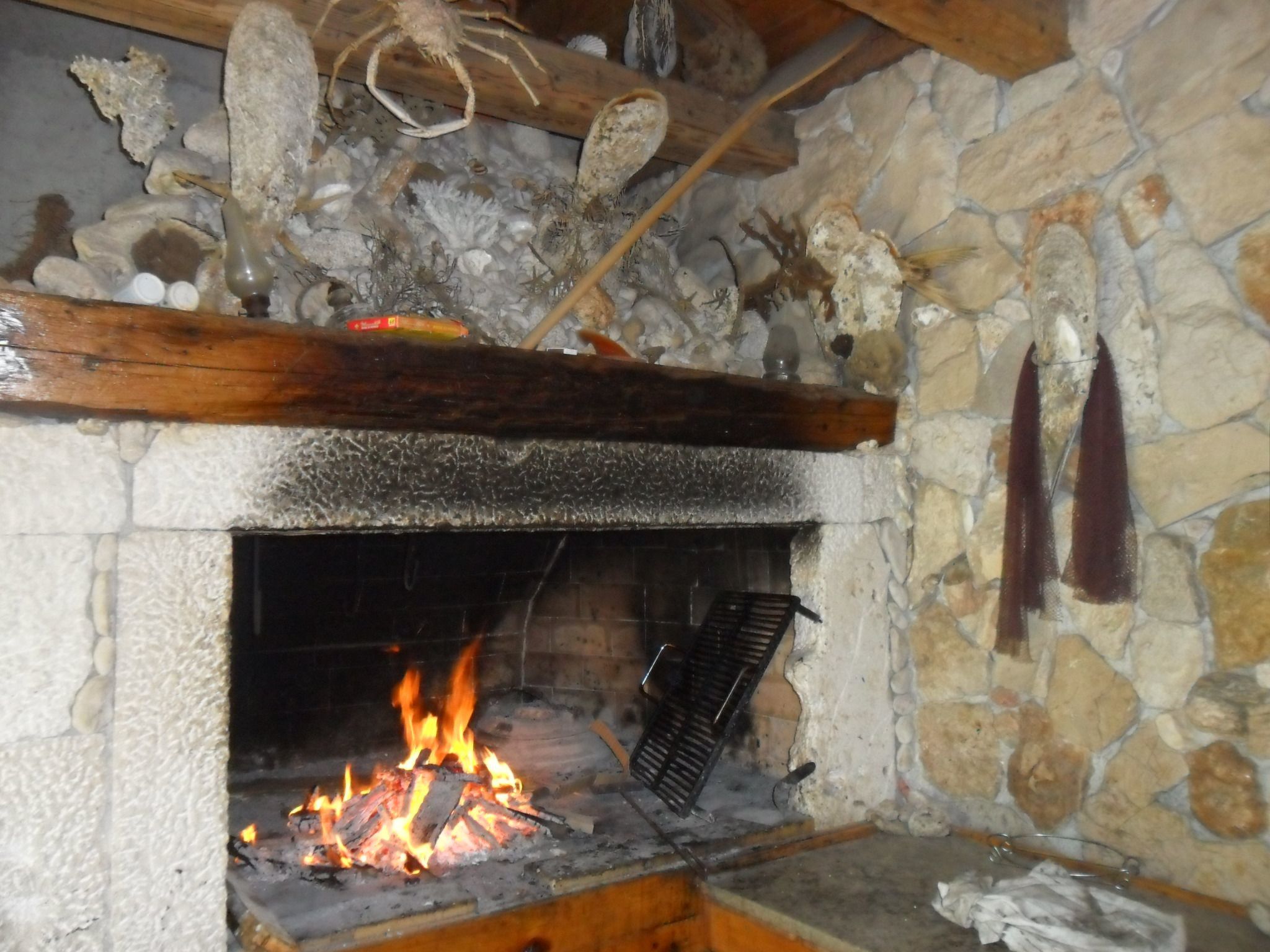 Delfin mit Meerblick - Agentur TA Leut