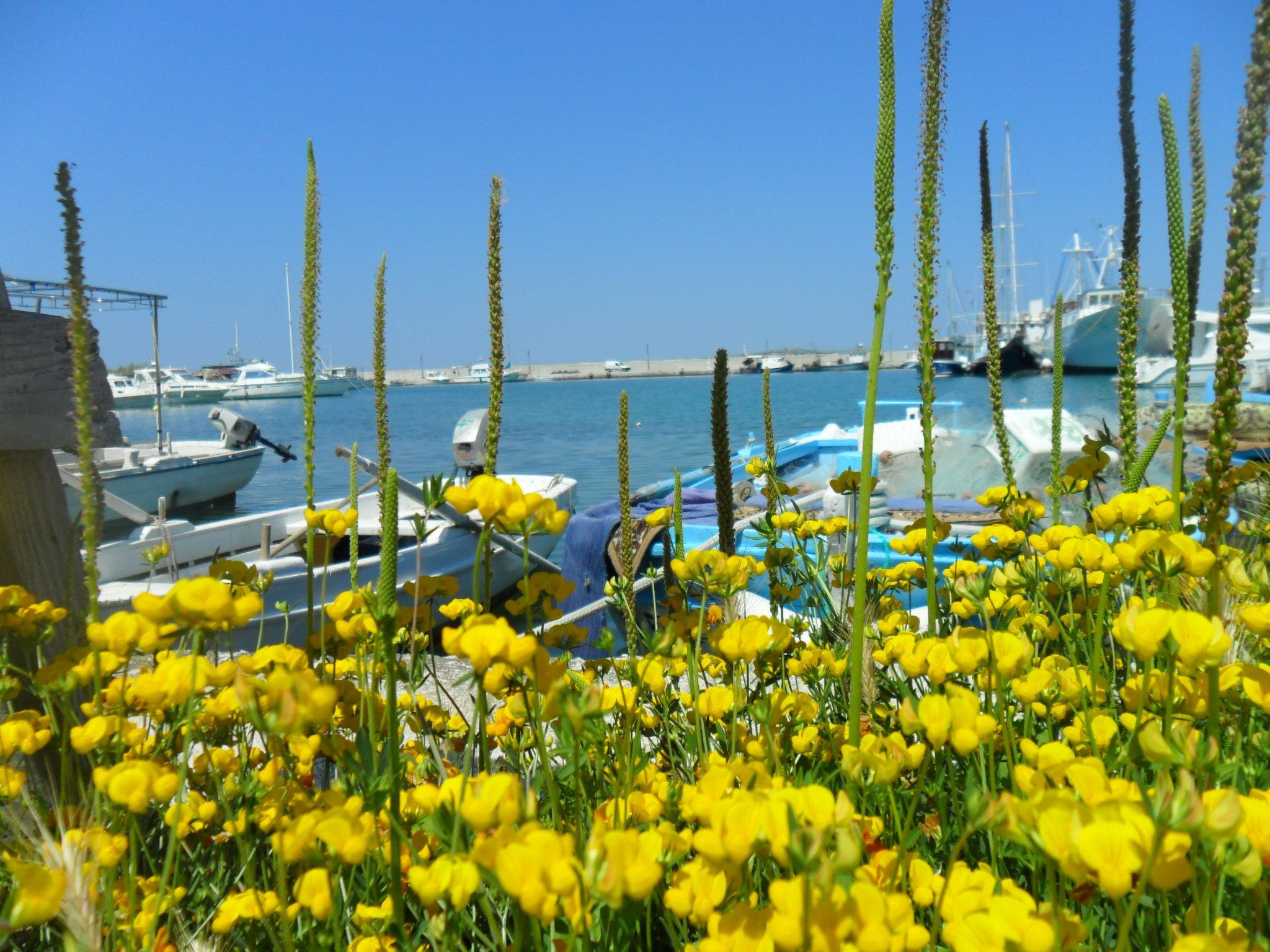 Delfin mit Meerblick - Agentur TA Leut-Draußen