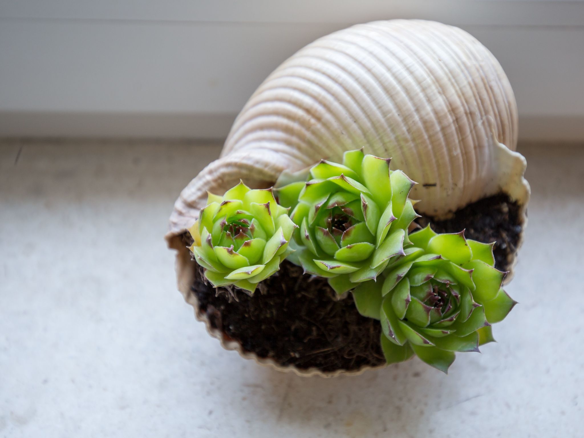 Großes Ferienhaus mit Terrasse und Garten-Image-tags.info