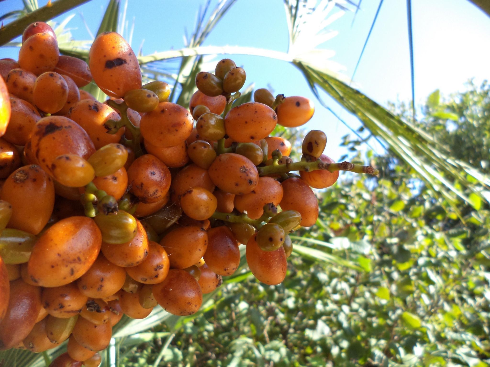 Strandnahes Haus Lolinka mit schattiger Terrasse-Image-tags.info