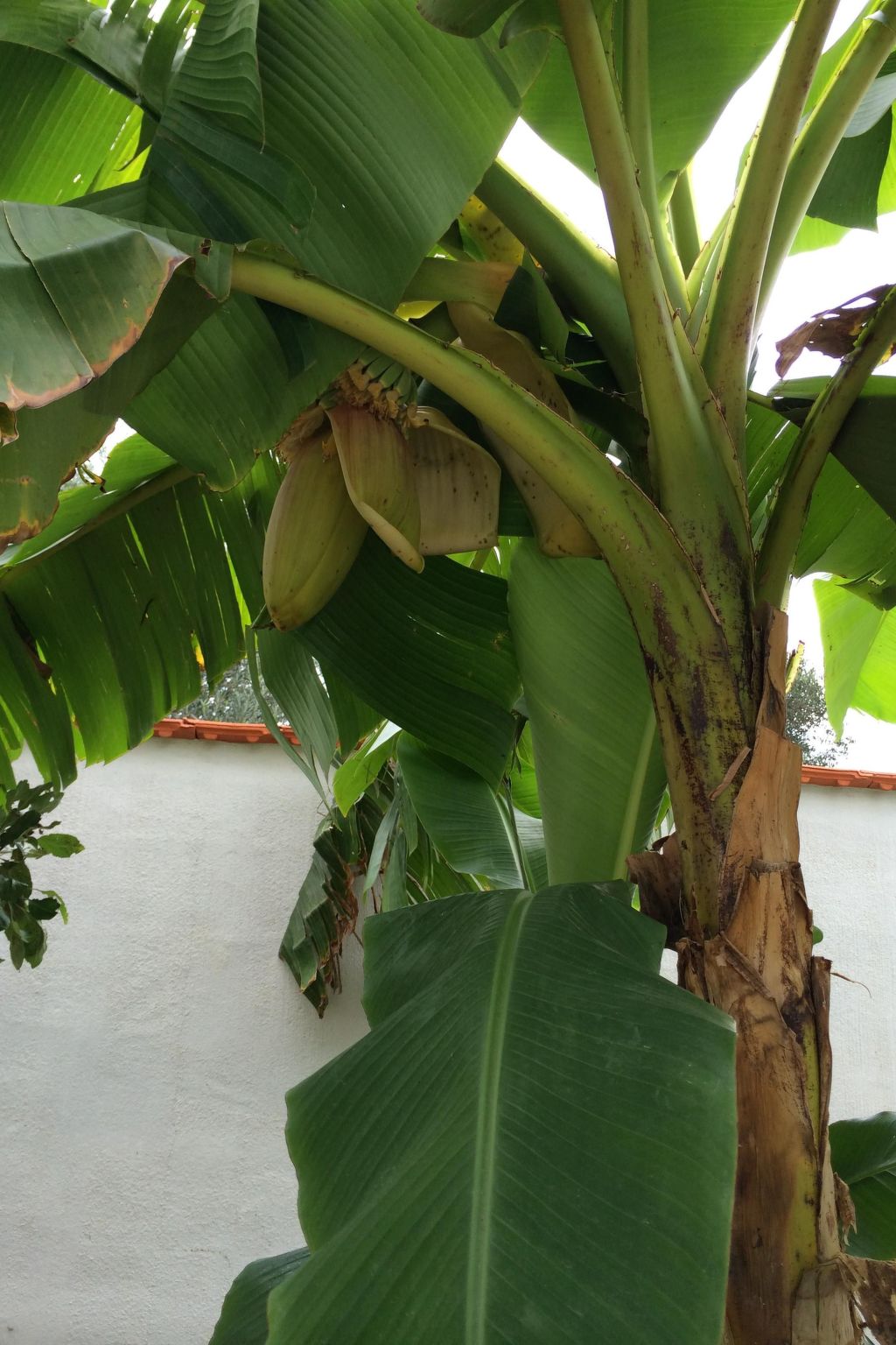 Modernes Ferienhaus in Dobropoljana mit Terrasse, Garten und Grill-Outside