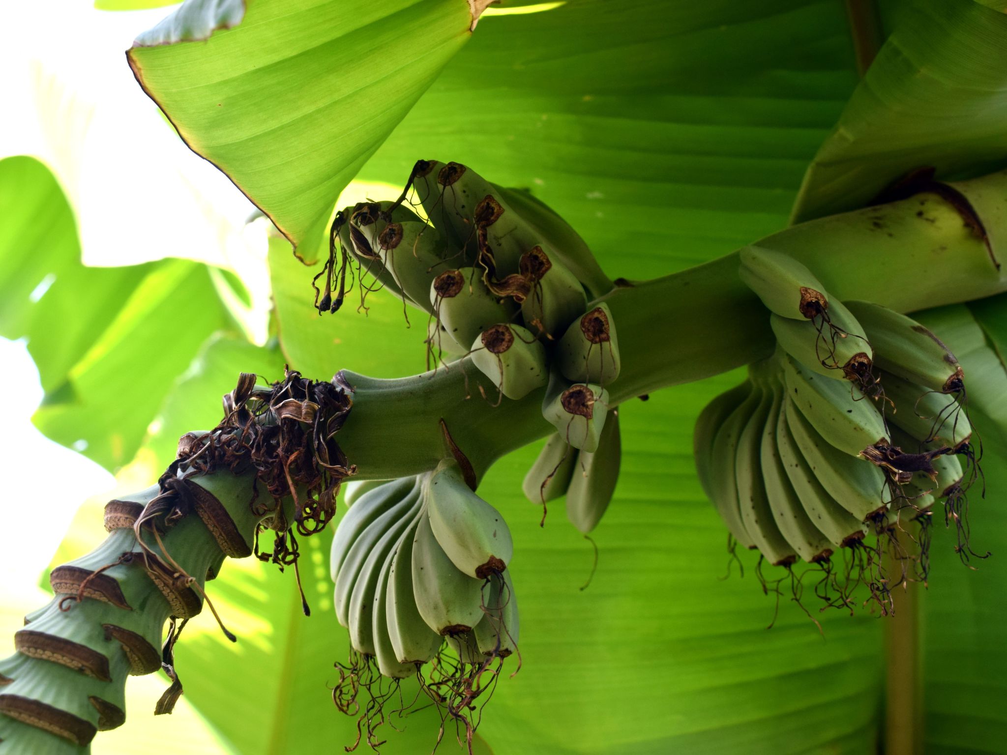 Modernes Ferienhaus in Dobropoljana mit Terrasse, Garten und Grill-Outside