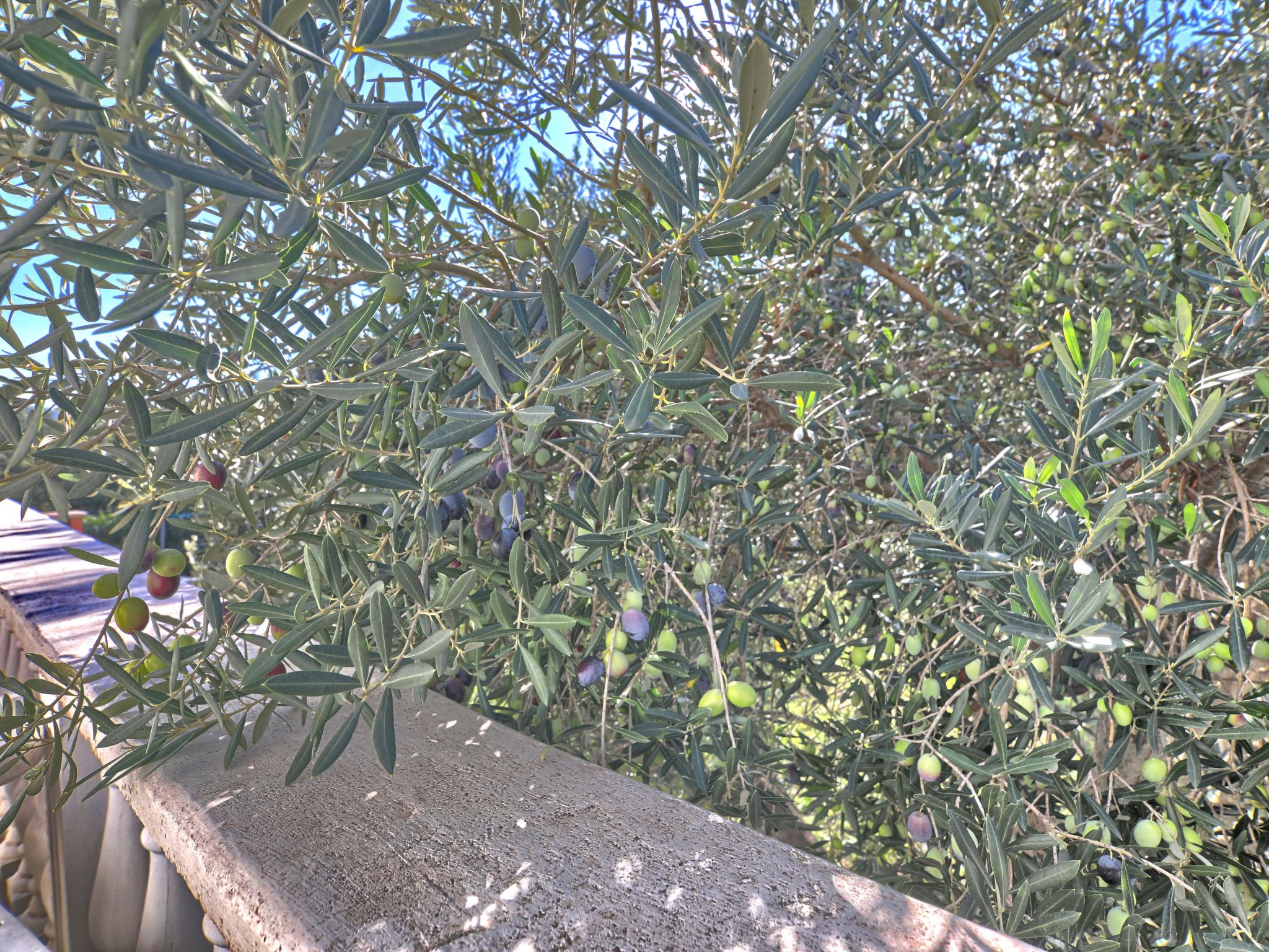 Apartment Rosa-Binnen