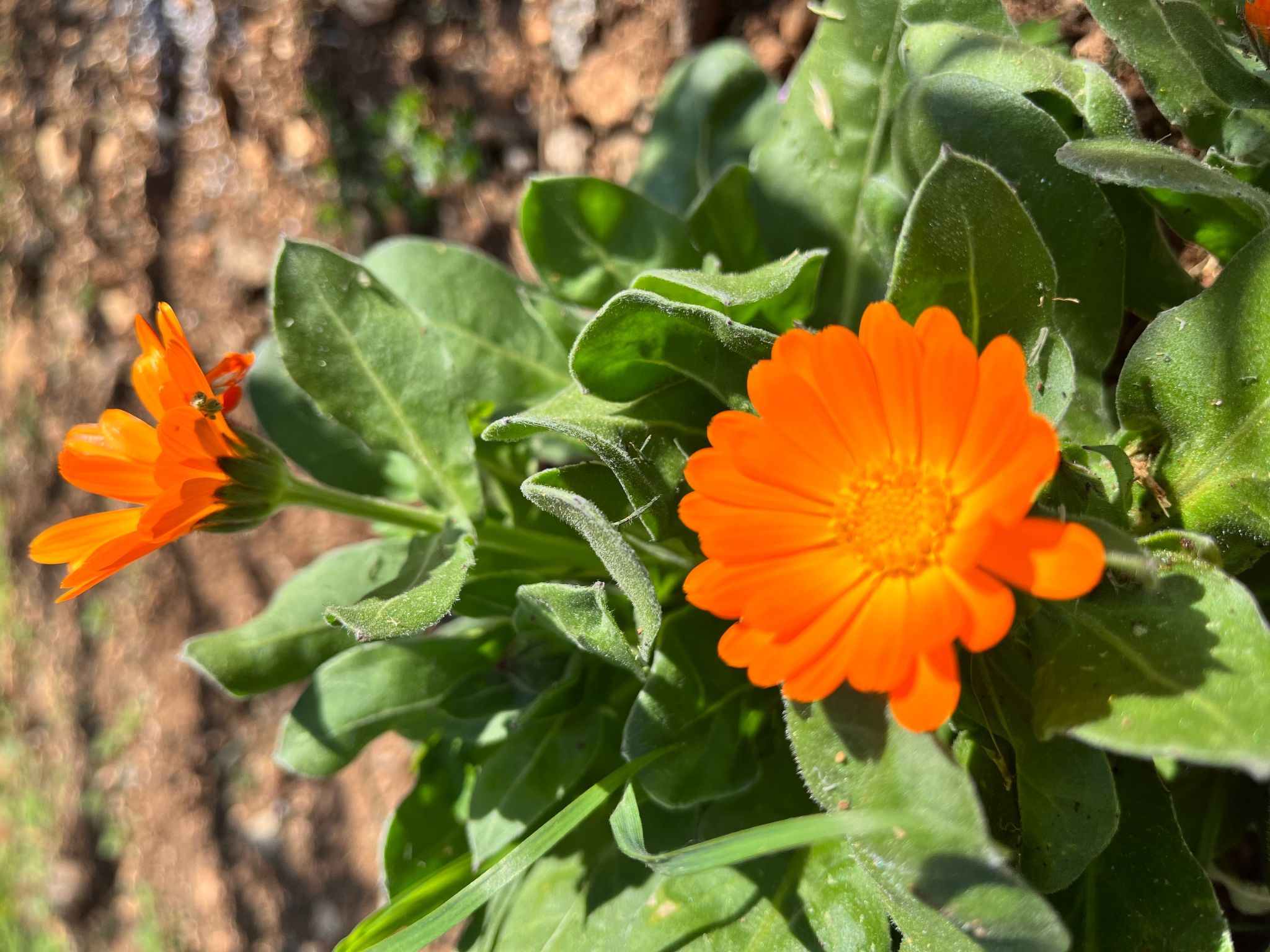 Neugebaute Wohnung im Erdgeschoss-Inside