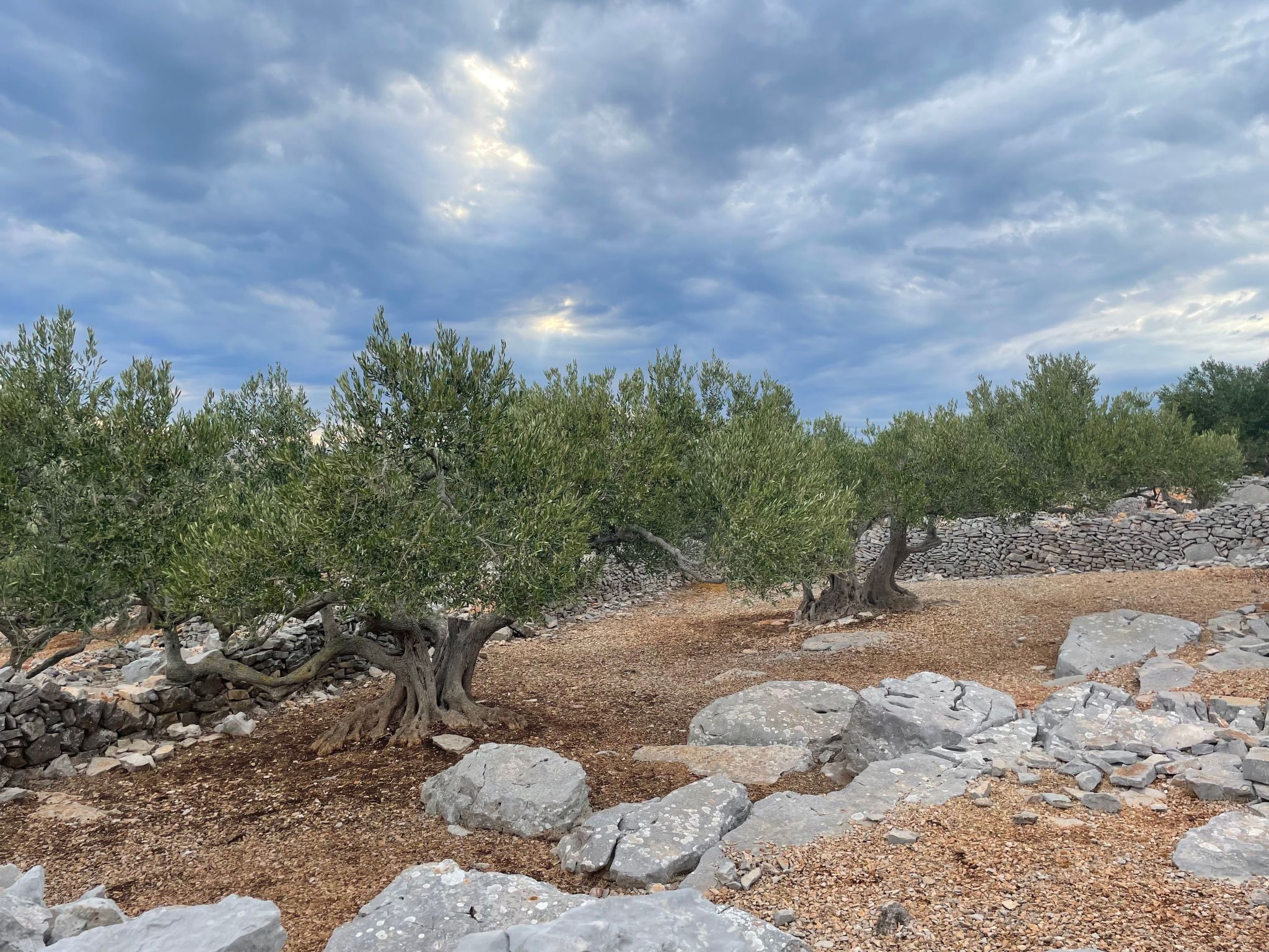 Strandhaus Danica - Ferienanlage Bain, Žut - Kornati-Binnen