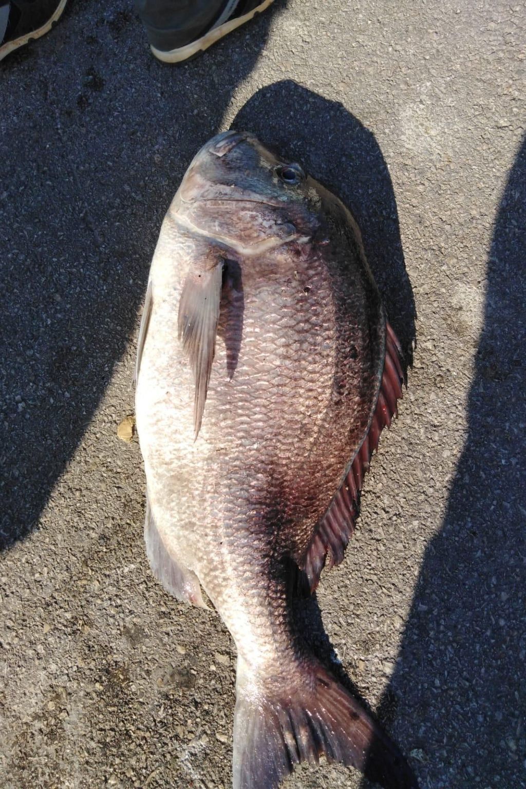 Strandhaus Hela - Ferienanlage Bain, Žut - Kornati-Binnen