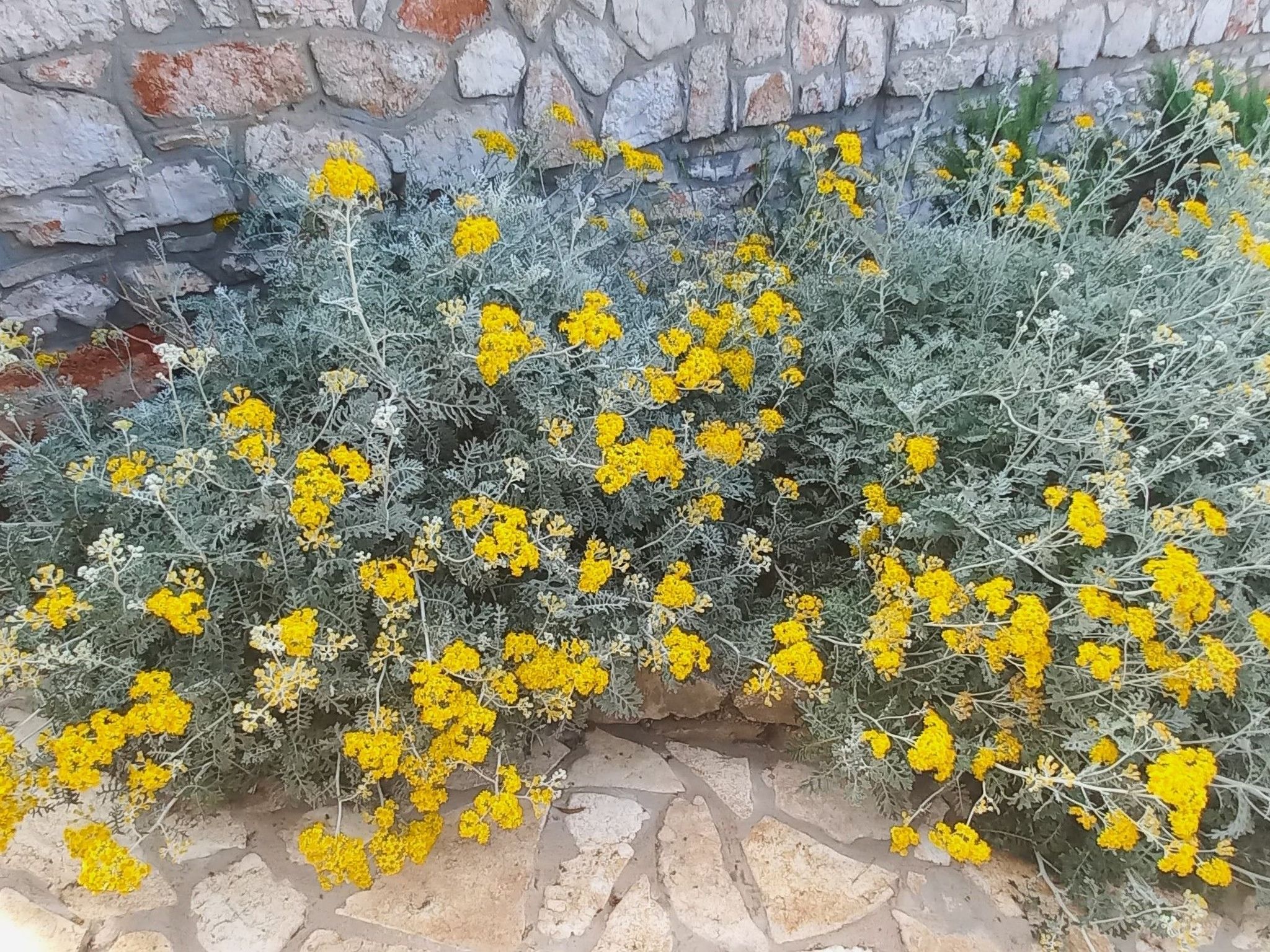 Strandhaus Lady - Ferienanlage Bain, Žut - Kornati-Binnen