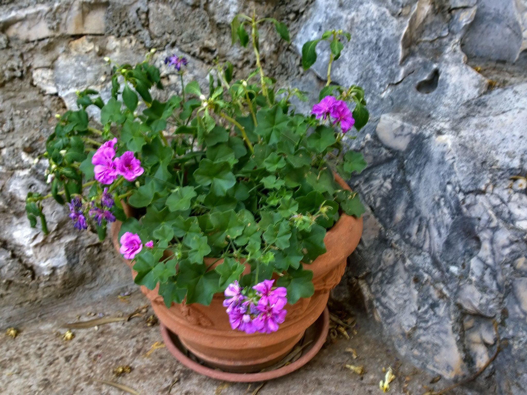 Mit einer überdachten Terrasse-Image-tags.info