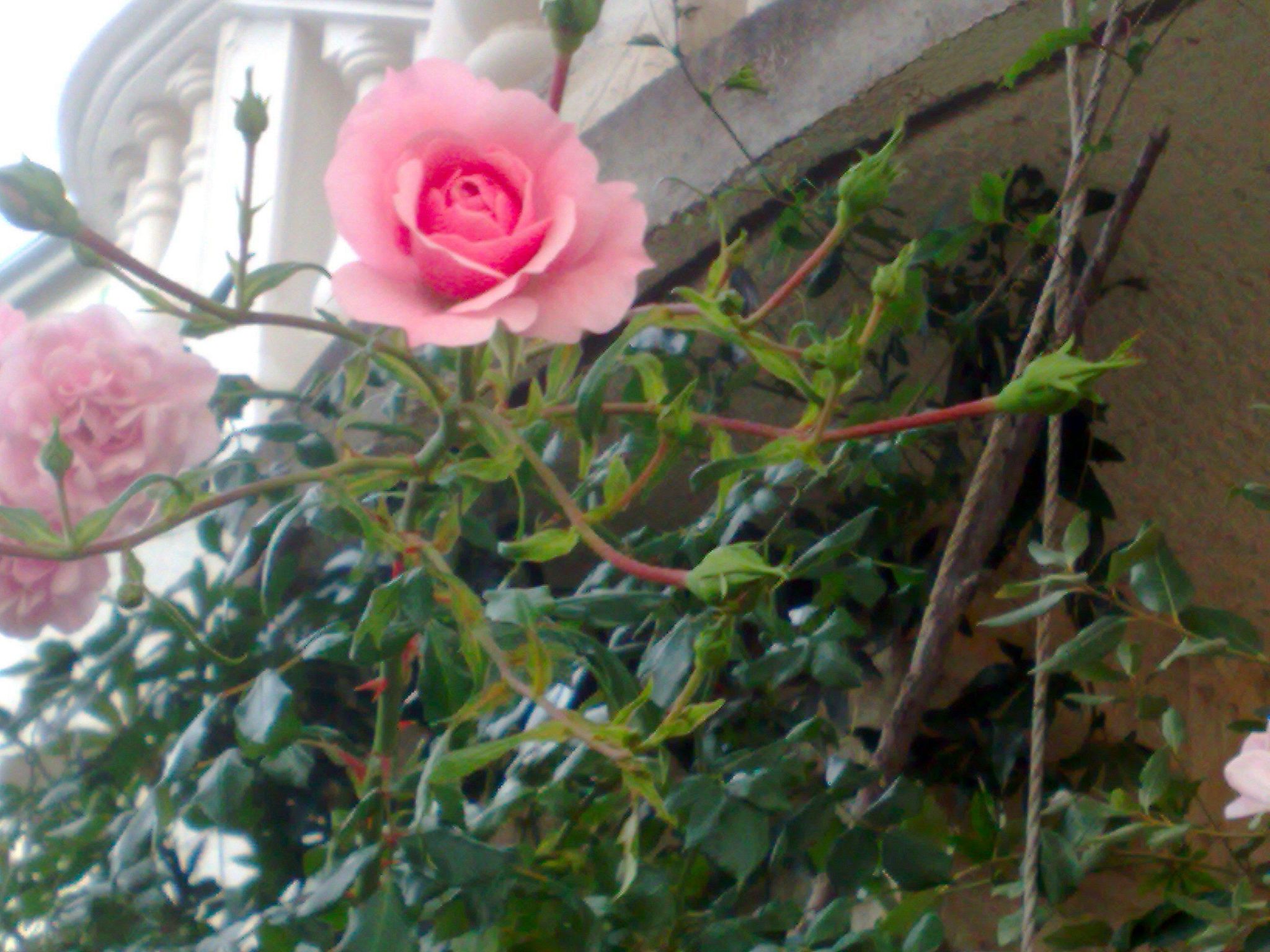 Mit einer überdachten Terrasse-Image-tags.info