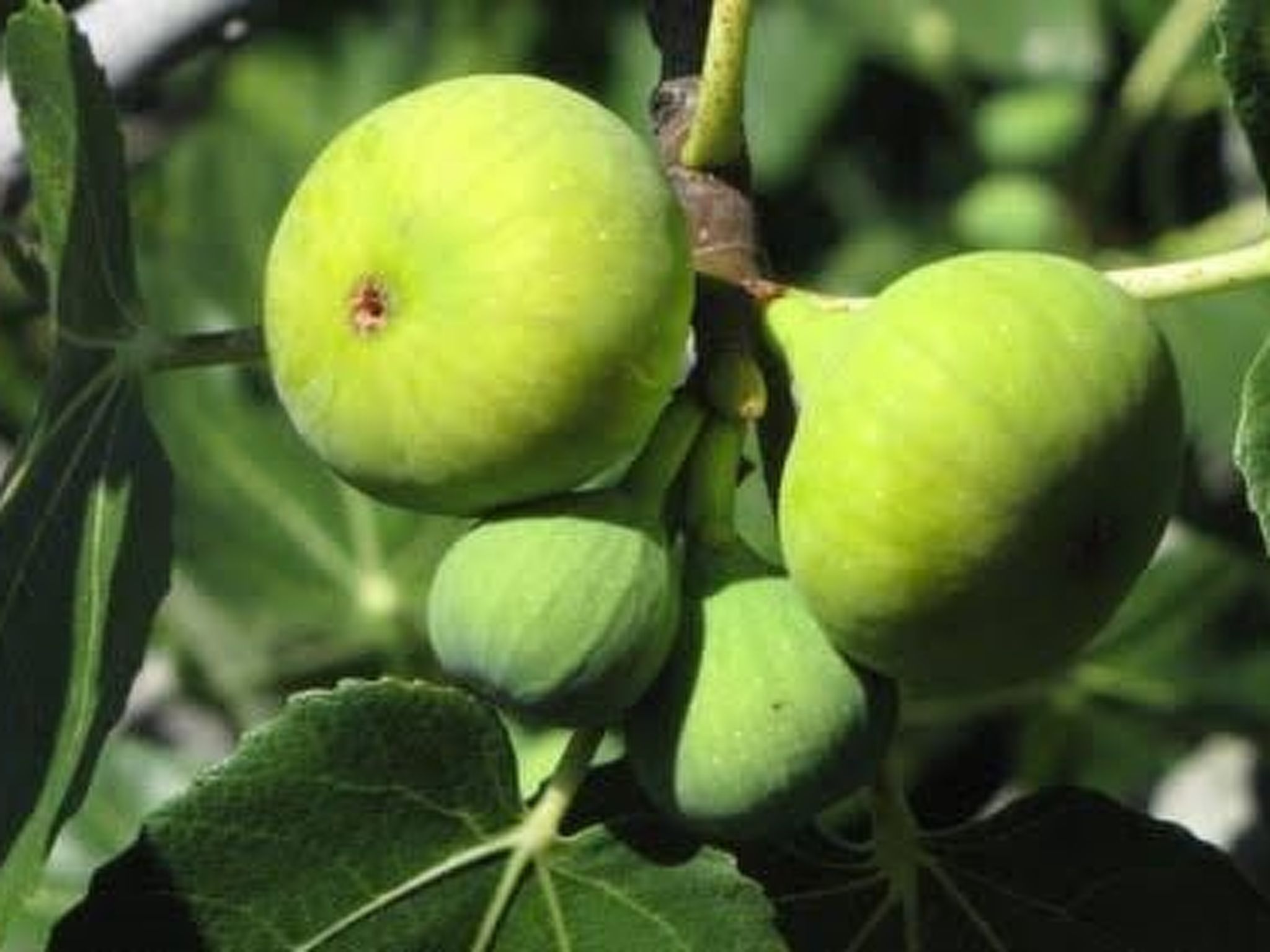 Jasmina für sechs Personen-Image-tags.info