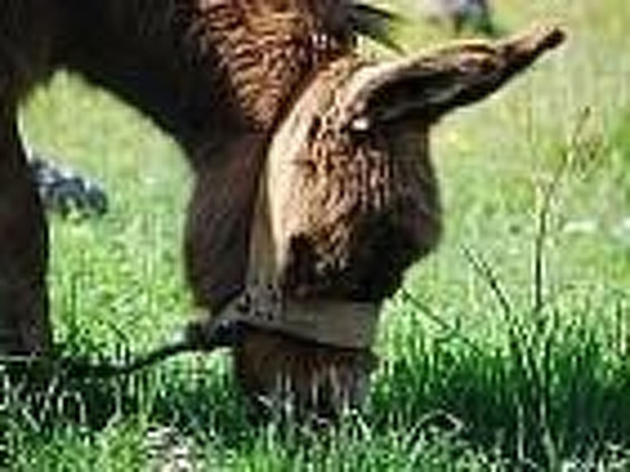 In Poljica-Marina-Image-tags.info