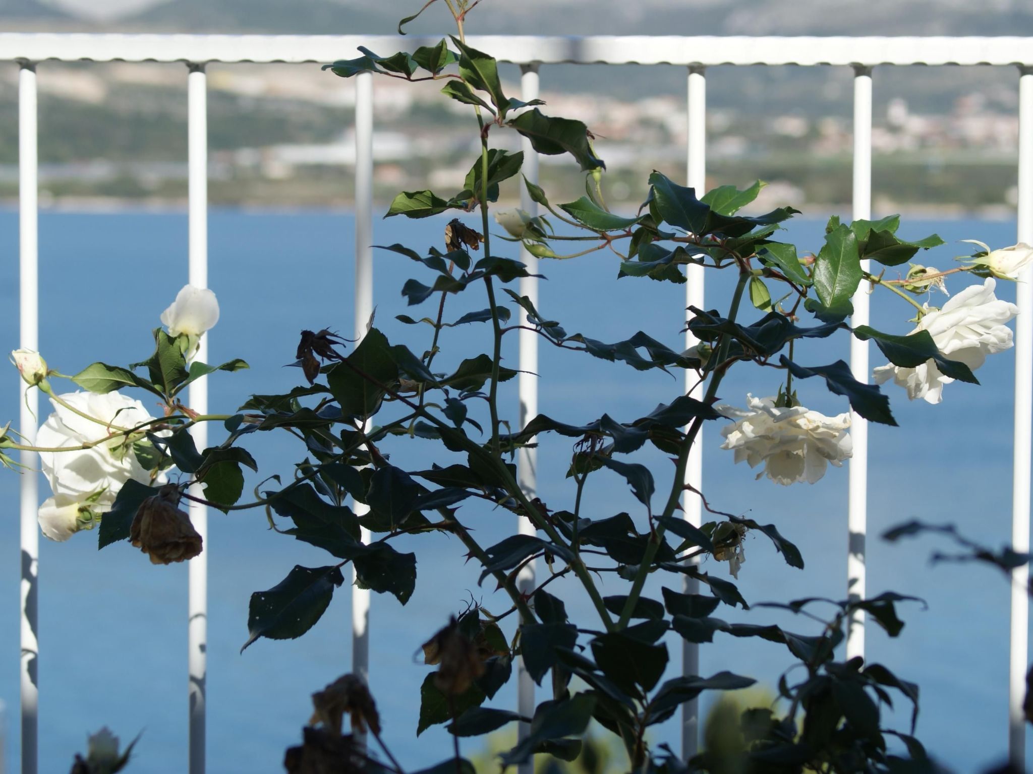 Wohnung 1 im Erdgeschos mit Terrasse und Meerblick-Image-tags.info