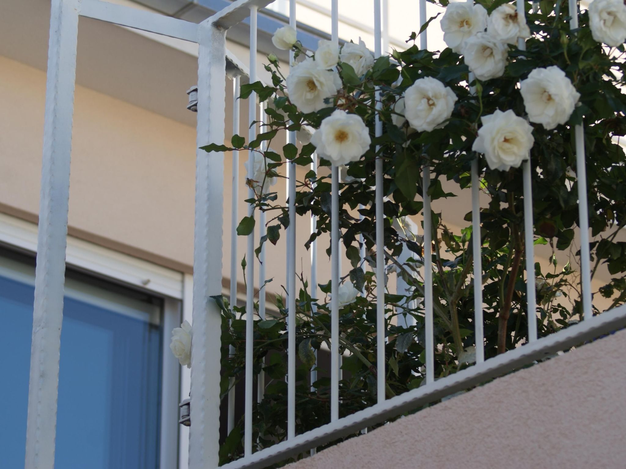 Wohnung 1 im Erdgeschos mit Terrasse und Meerblick-Image-tags.info