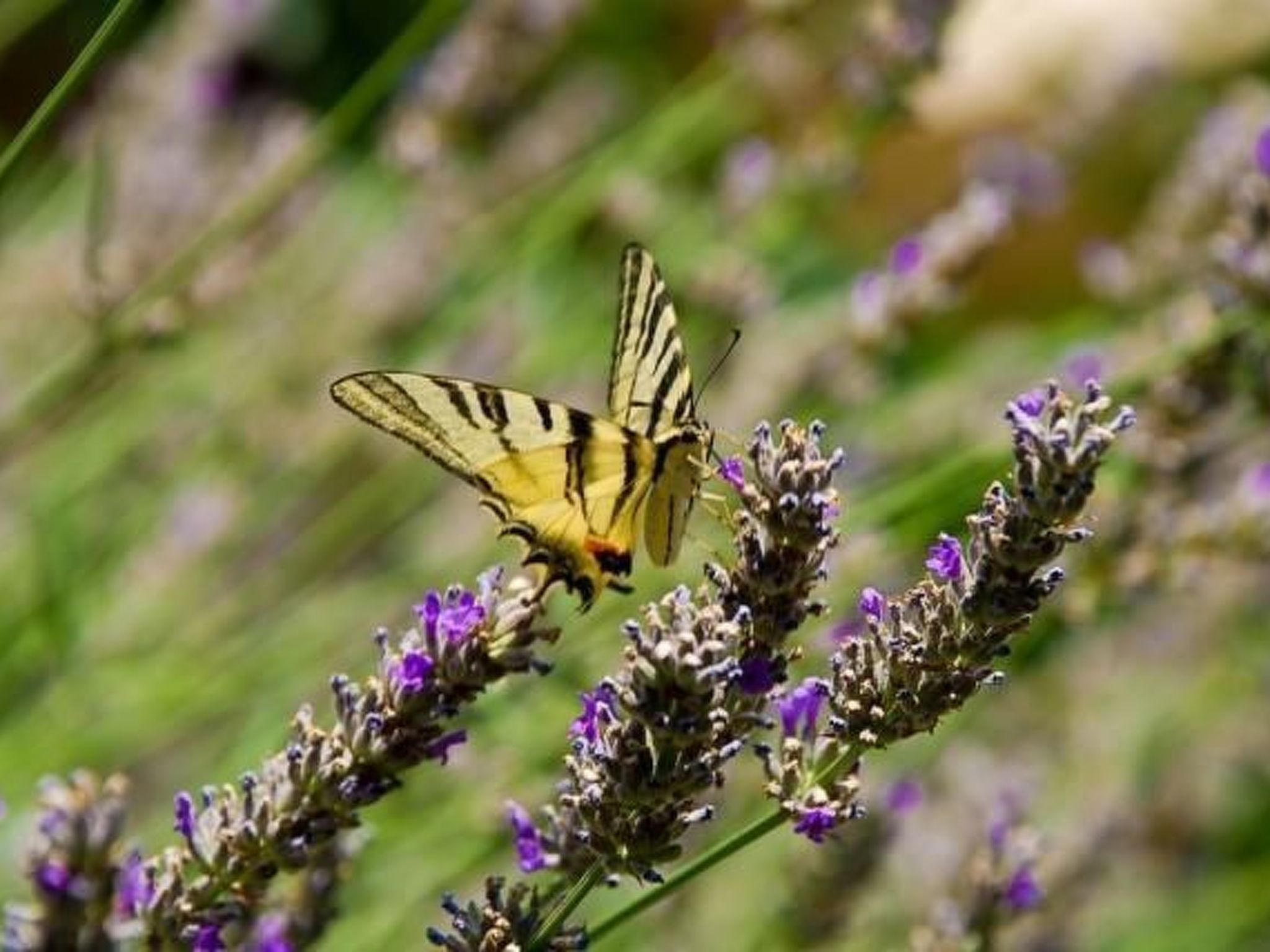 Villa Mediteran, kleine Ferienwohnung mit Terrasse-Drinnen