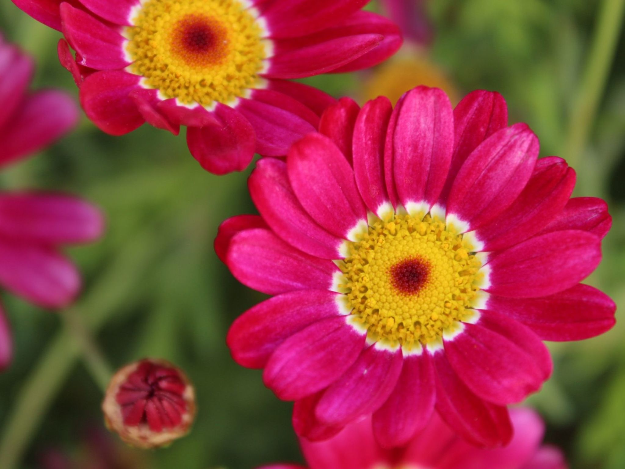Ferienwohnung, Meerblick Terrasse beheizter Pool-Buiten