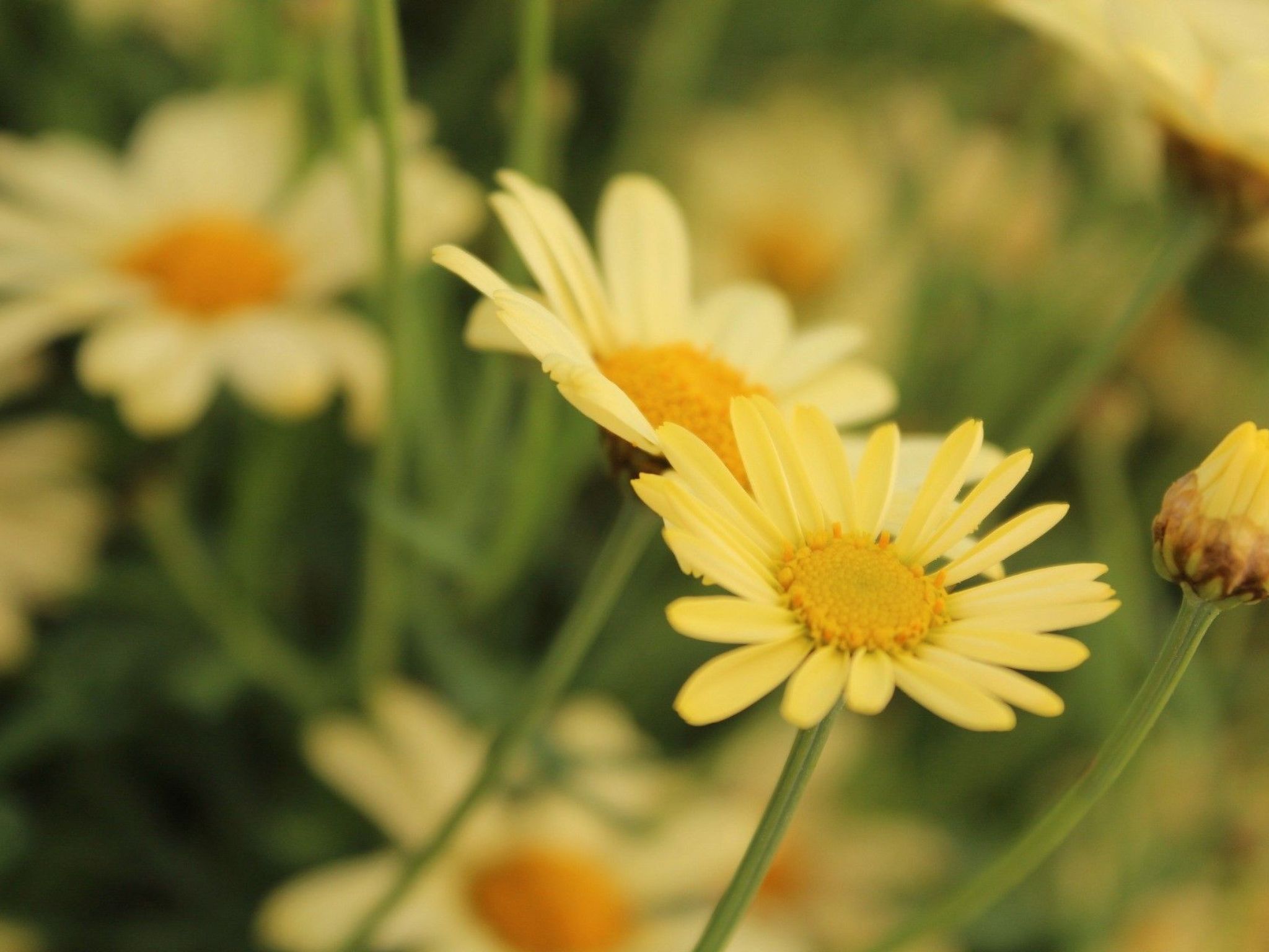Beheiztes Schwimmbad, Familienferienwohnung-Image-tags.info