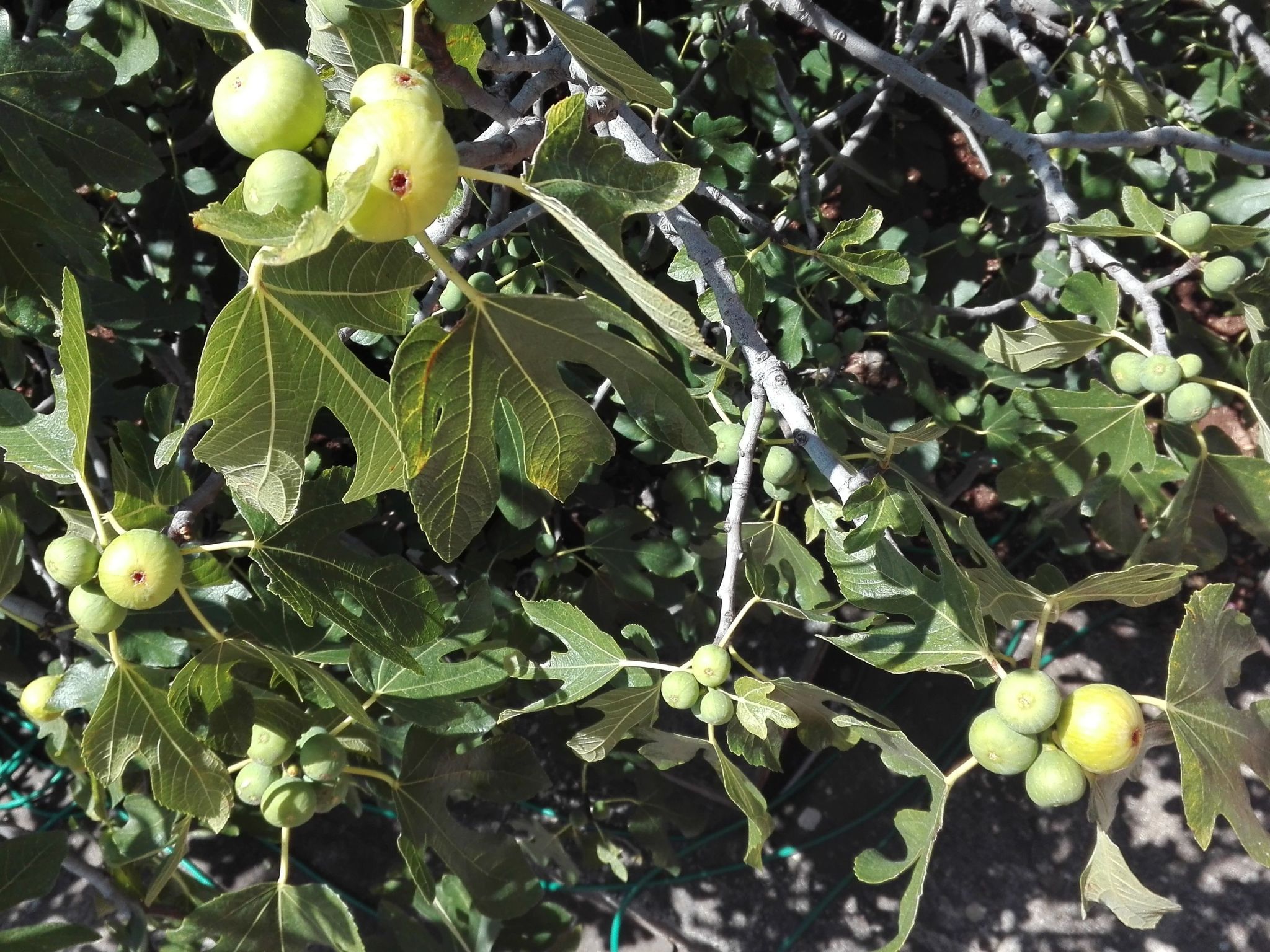 Wohnung mit Balkon und Meerblick-Drinnen