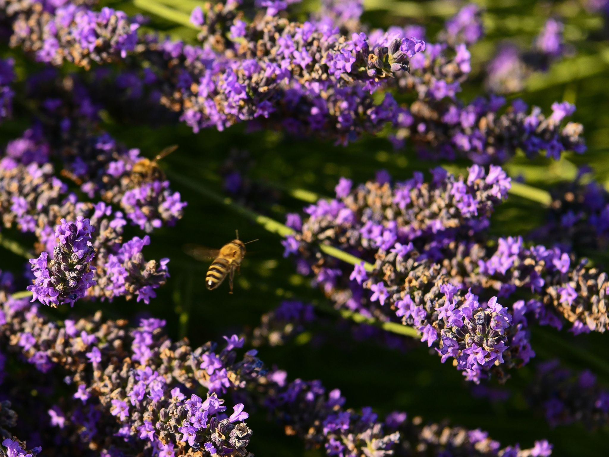 Dalmatinisches Landhaus Martin-Dedans