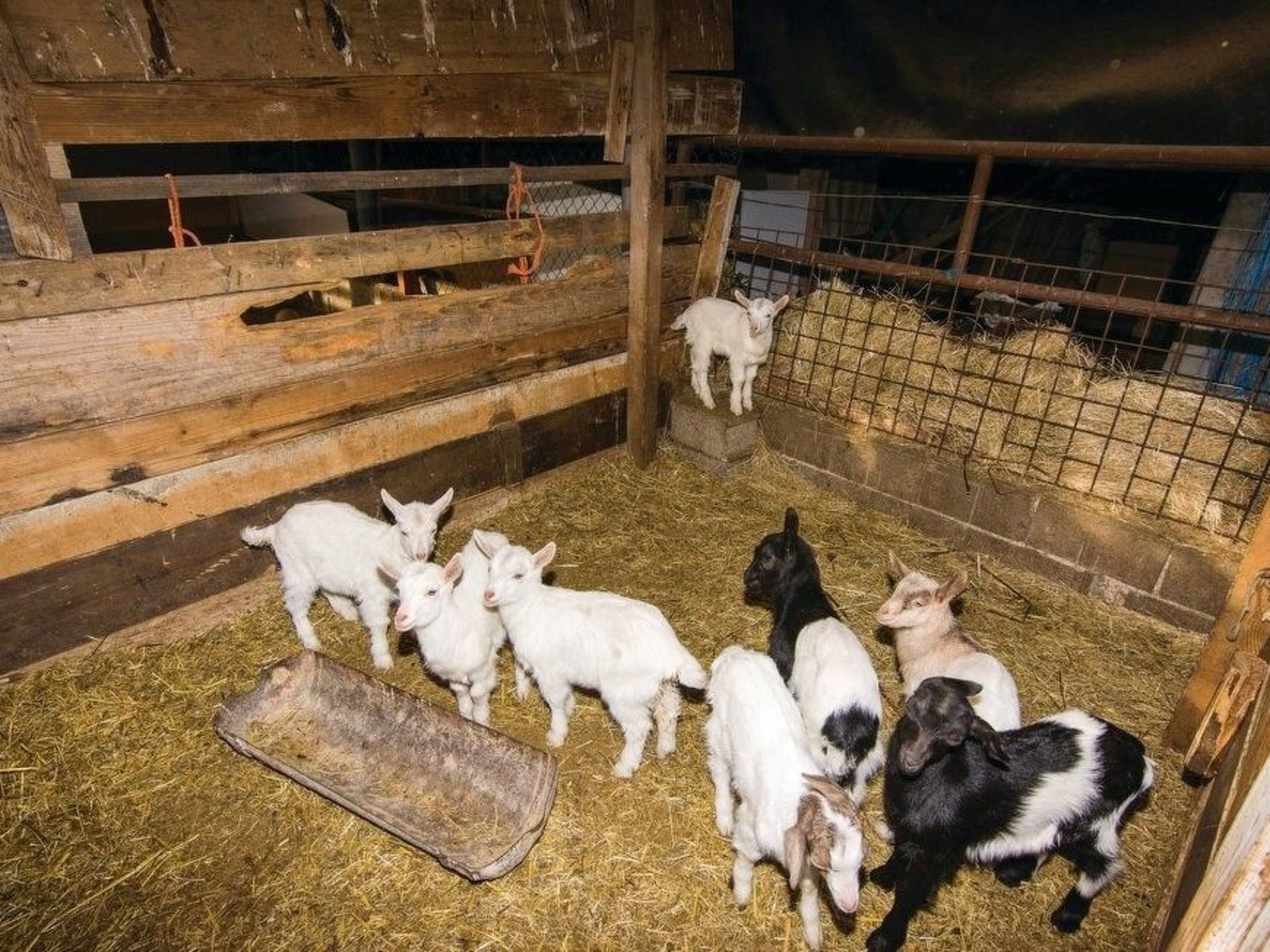 Villa Anita mit Privatpool in Budak-Drinnen