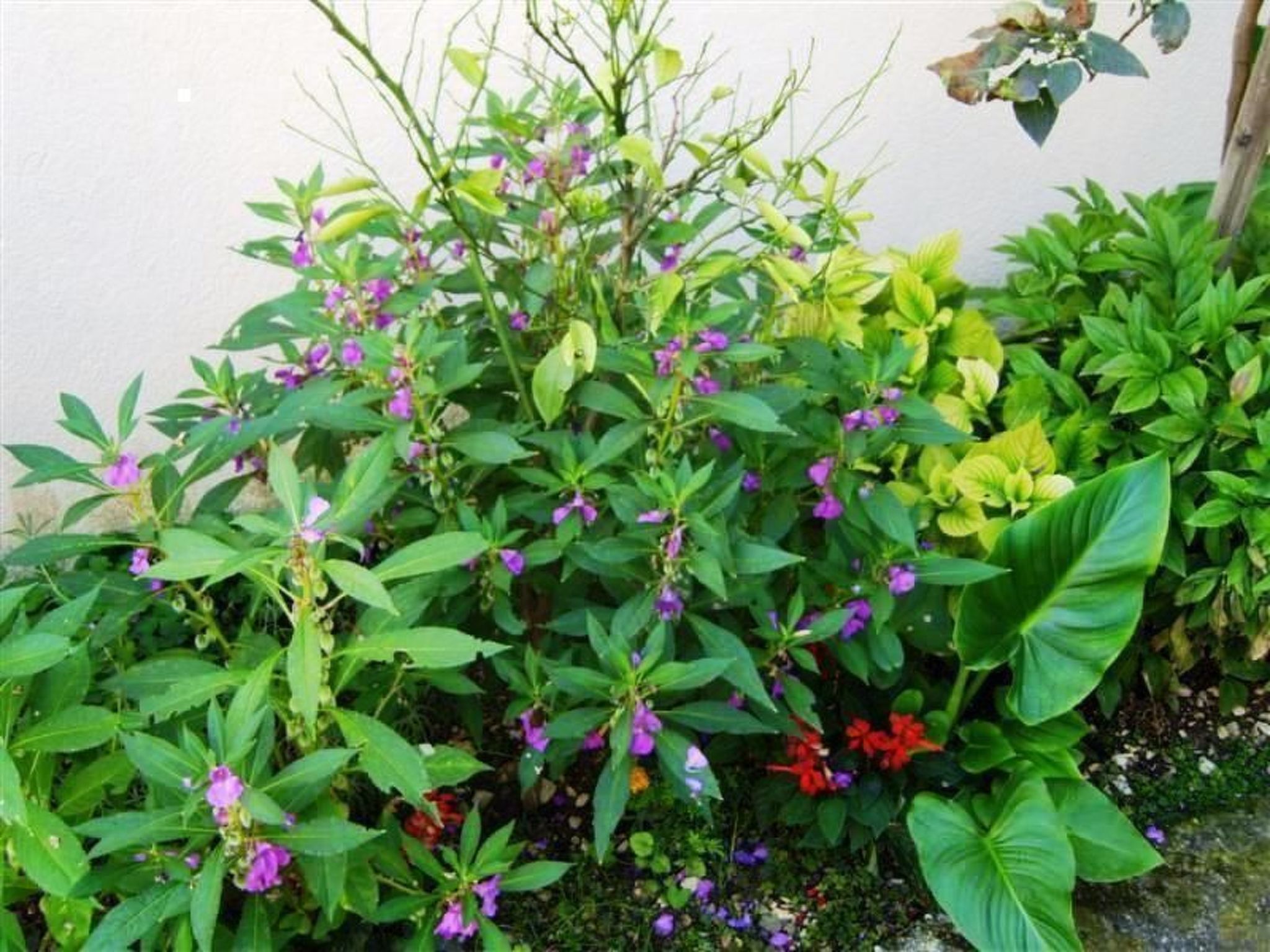 Studio mit Balkon für zwei Personen-Image-tags.info