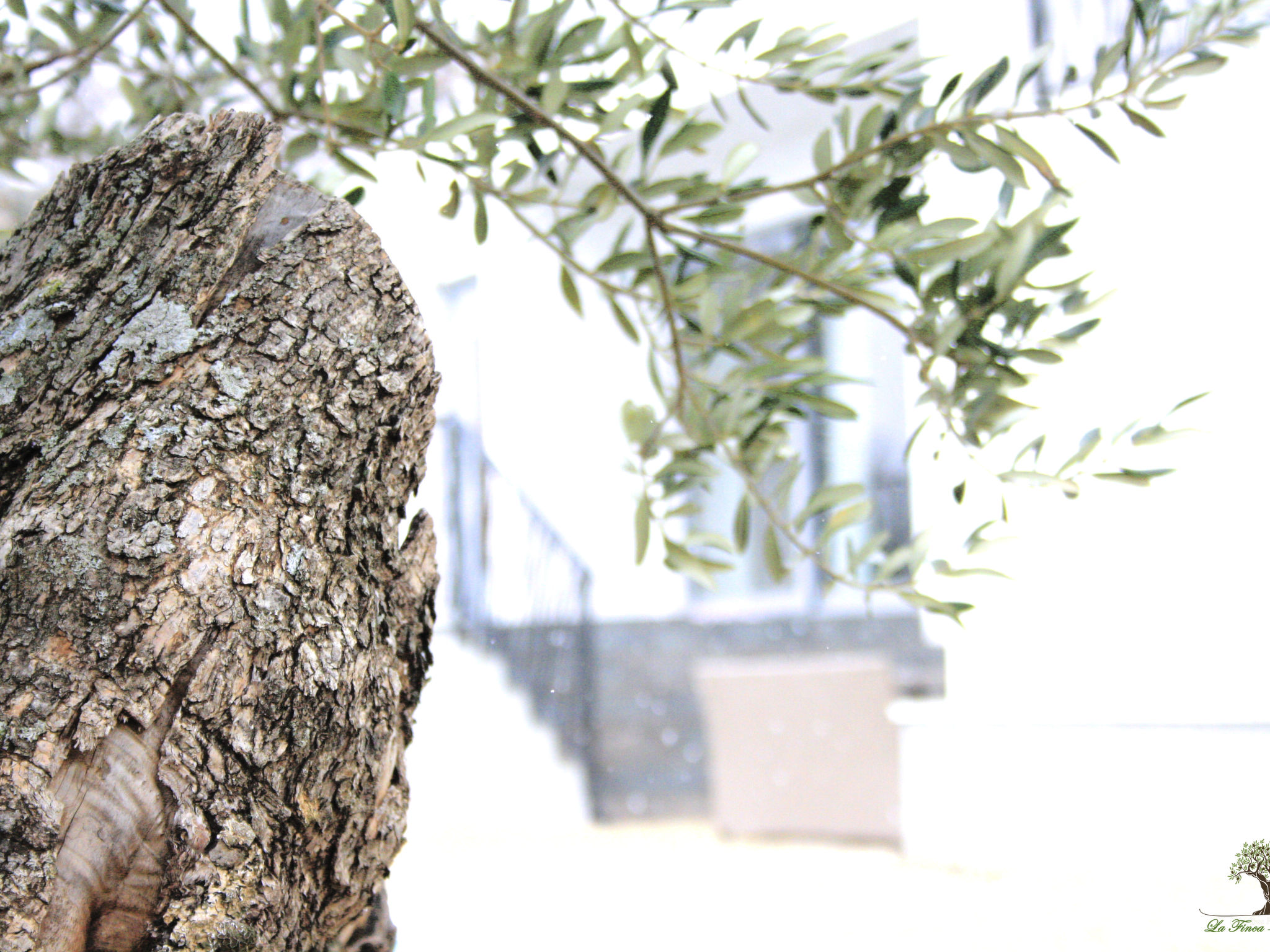 La Finca OliveTree-Binnen