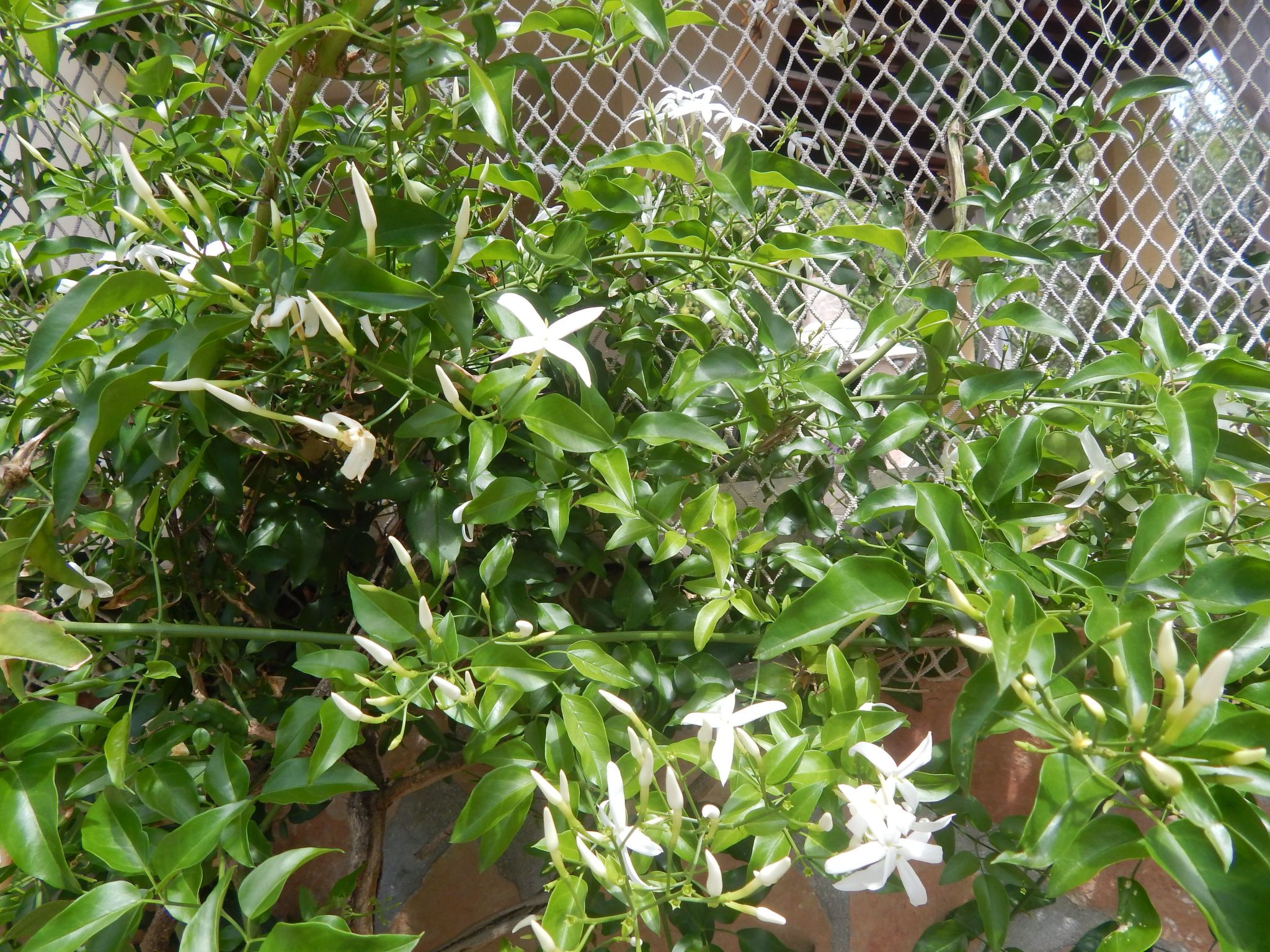 Für 4 Personen ca. 60 m² in Milna auf Brac, Adriaküste Kroatien (Kroatisch-Dedans