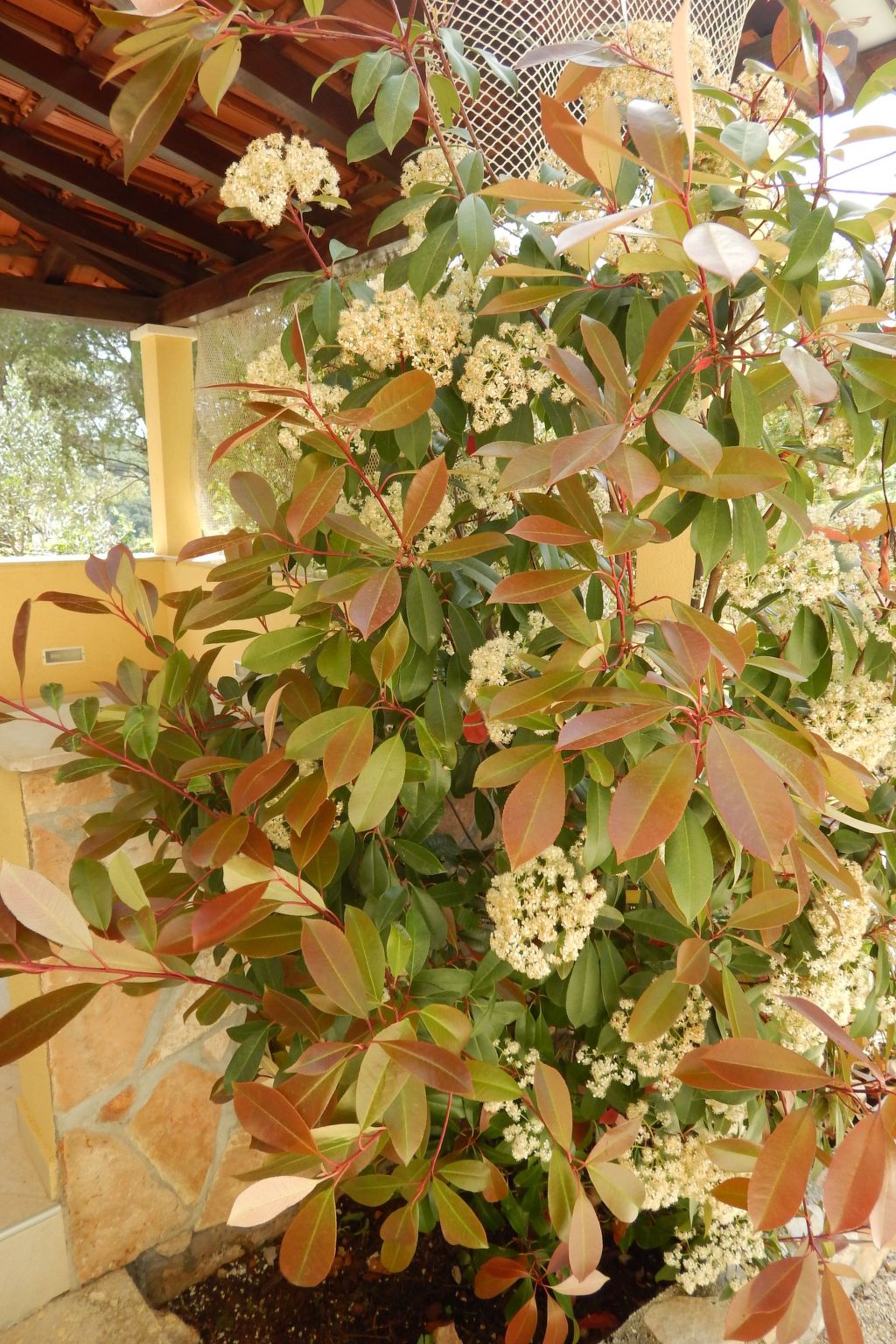 Für 4 Personen ca. 60 m² in Milna auf Brac, Adriaküste Kroatien (Kroatisch-Dedans