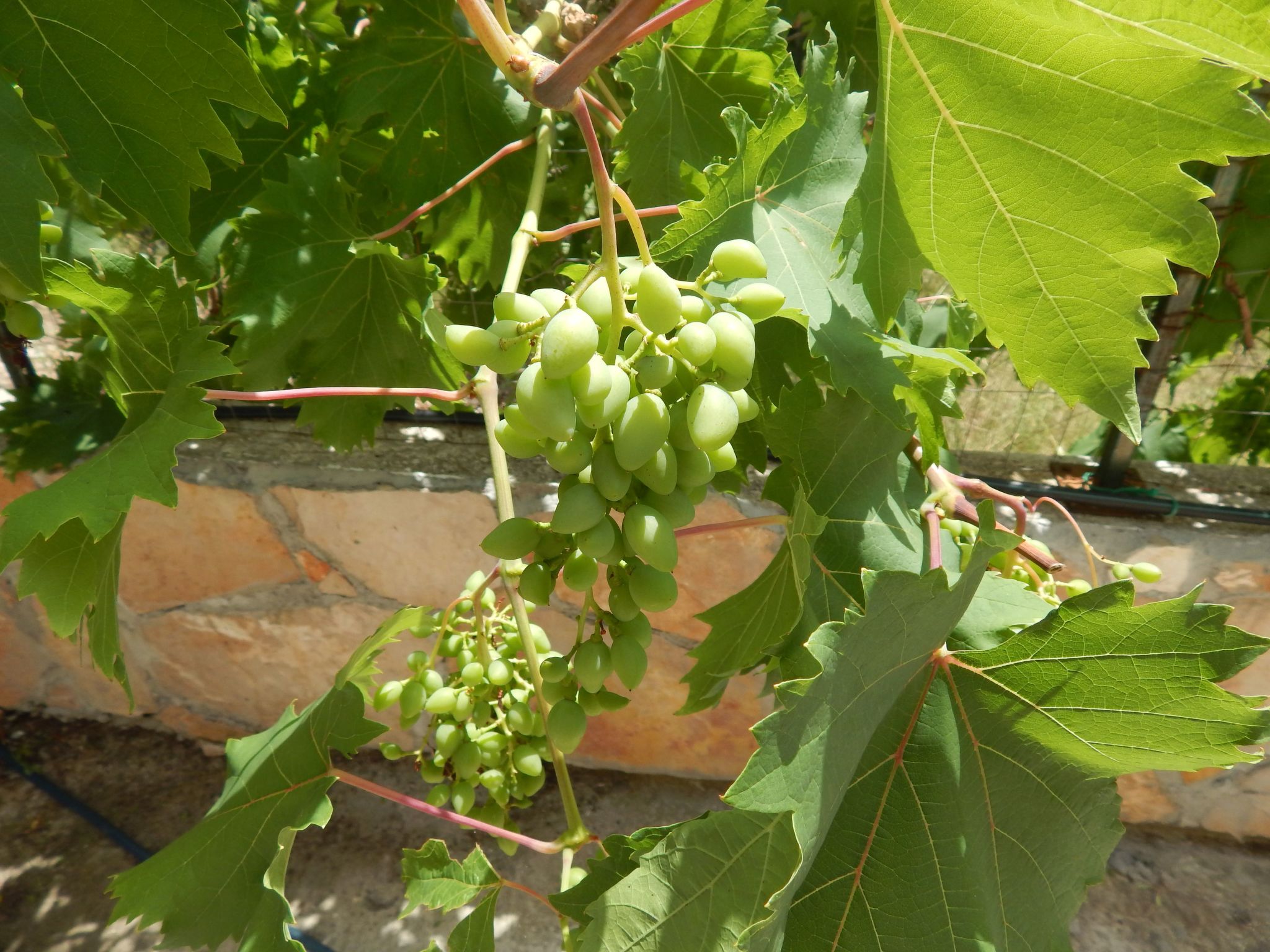 Für 4 Personen ca. 60 m² in Milna auf Brac, Adriaküste Kroatien (Kroatisch-Dedans