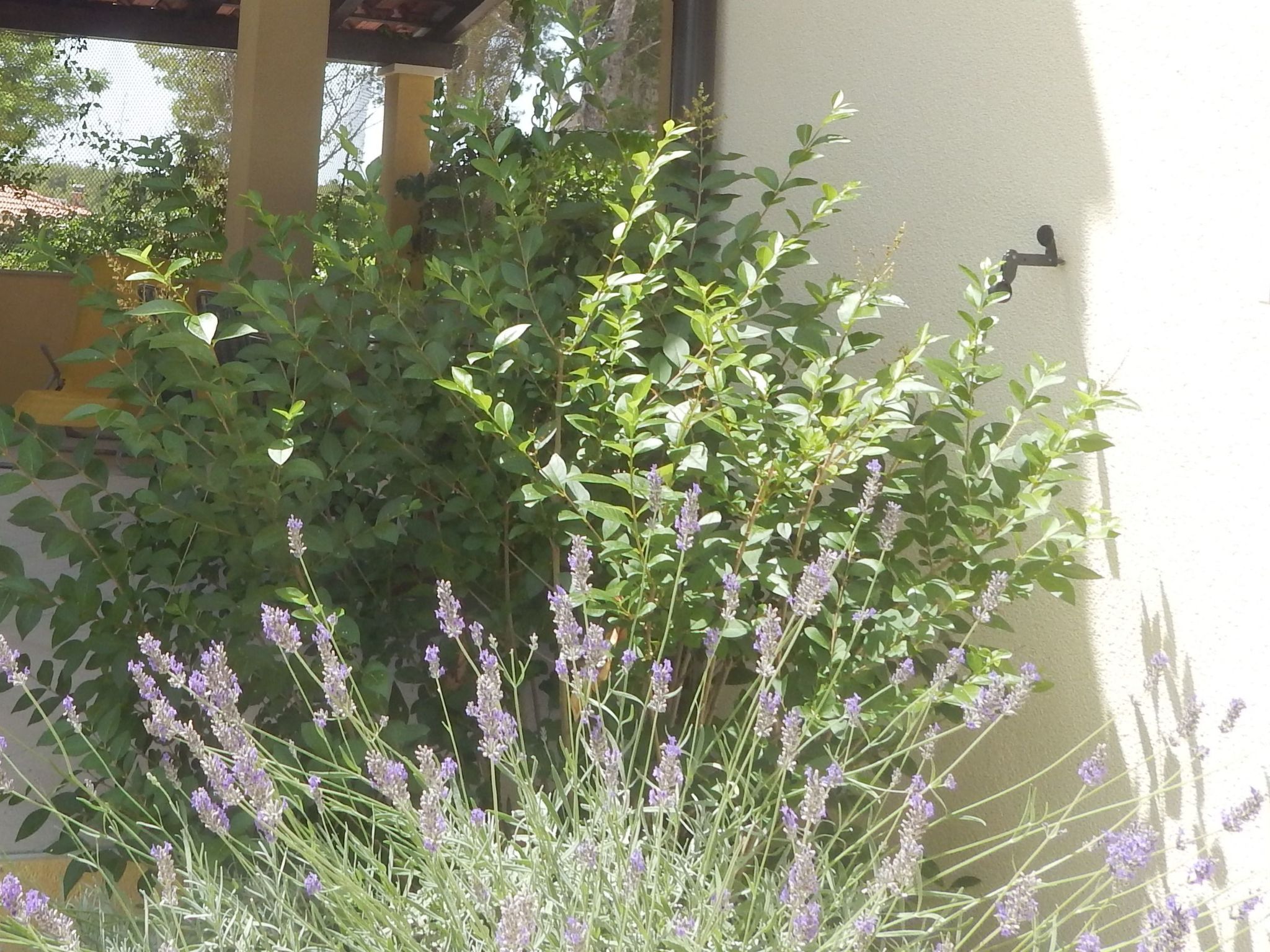 Für 4 Personen ca. 60 m² in Milna auf Brac, Adriaküste Kroatien (Kroatisch-Dedans