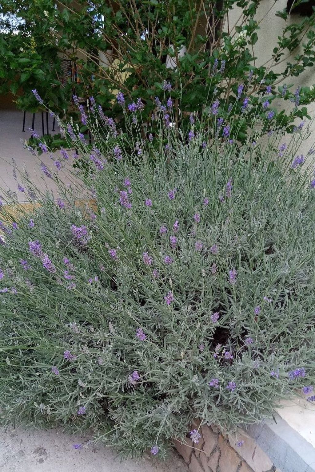 Für 4 Personen ca. 60 m² in Milna auf Brac, Adriaküste Kroatien (Kroatisch-Dedans