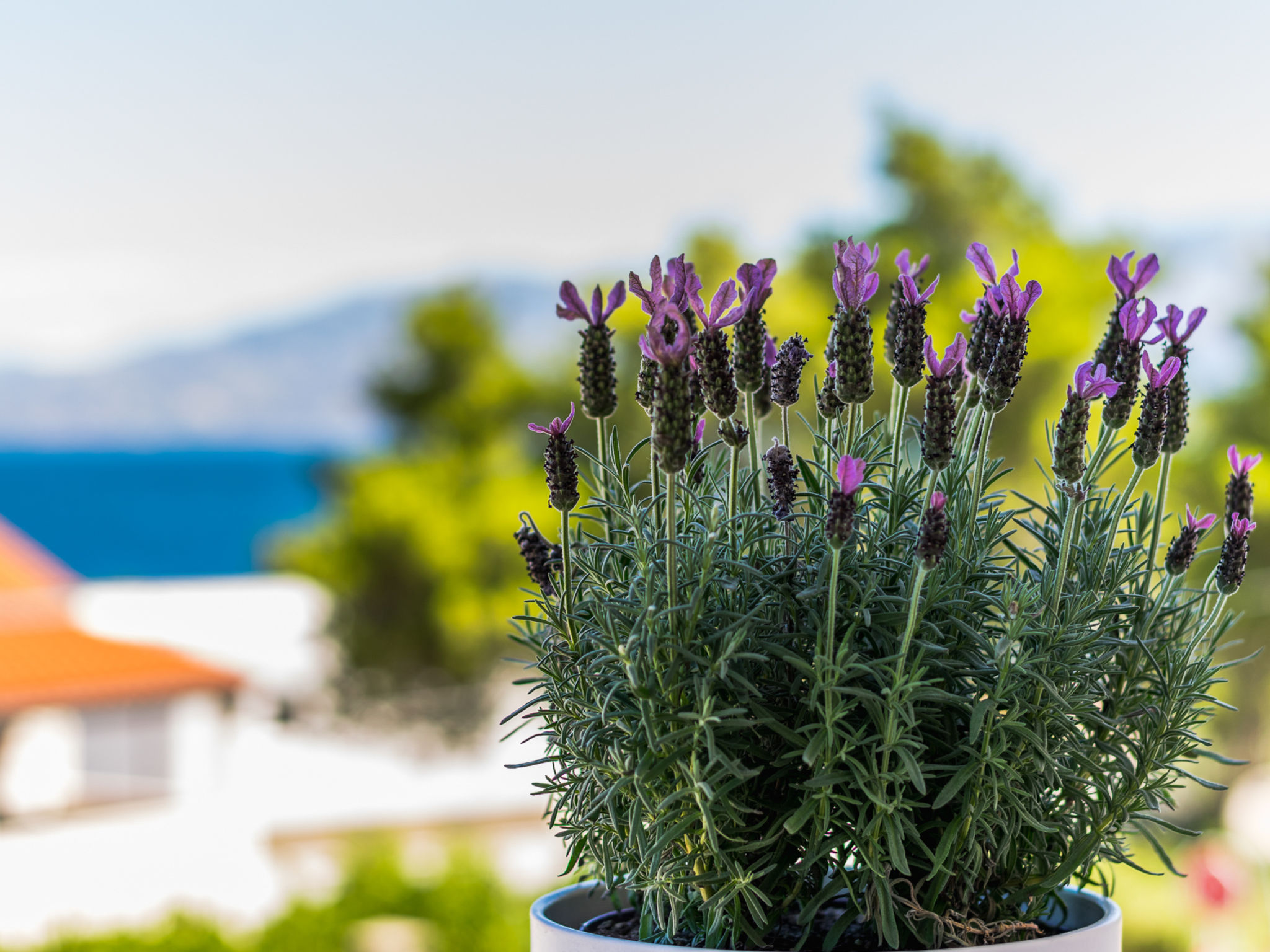 Photo of Villa 2 Pools