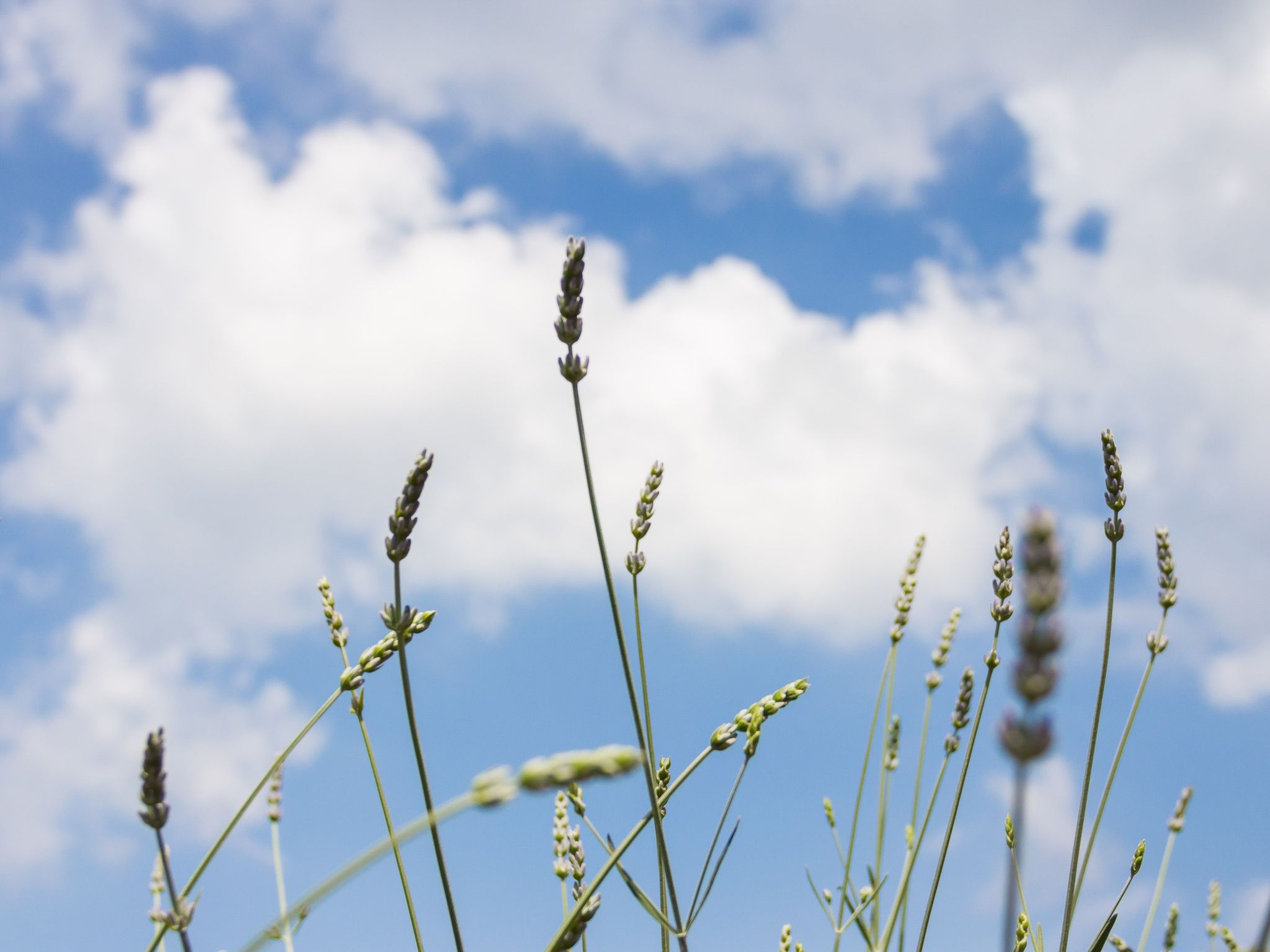 "Laurea" direkt am Strand-Image-tags.info