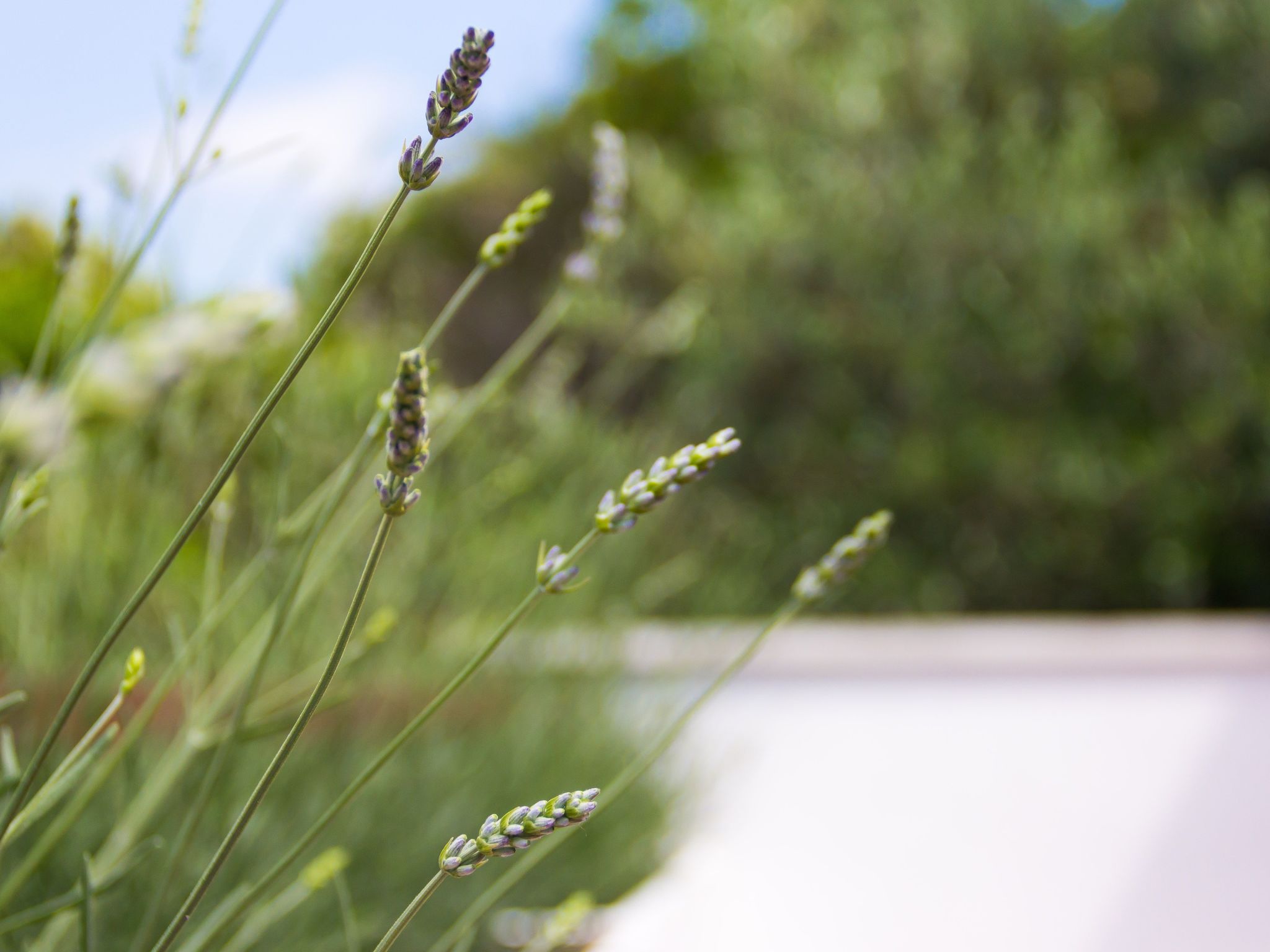 "Laurea" direkt am Strand-Image-tags.info