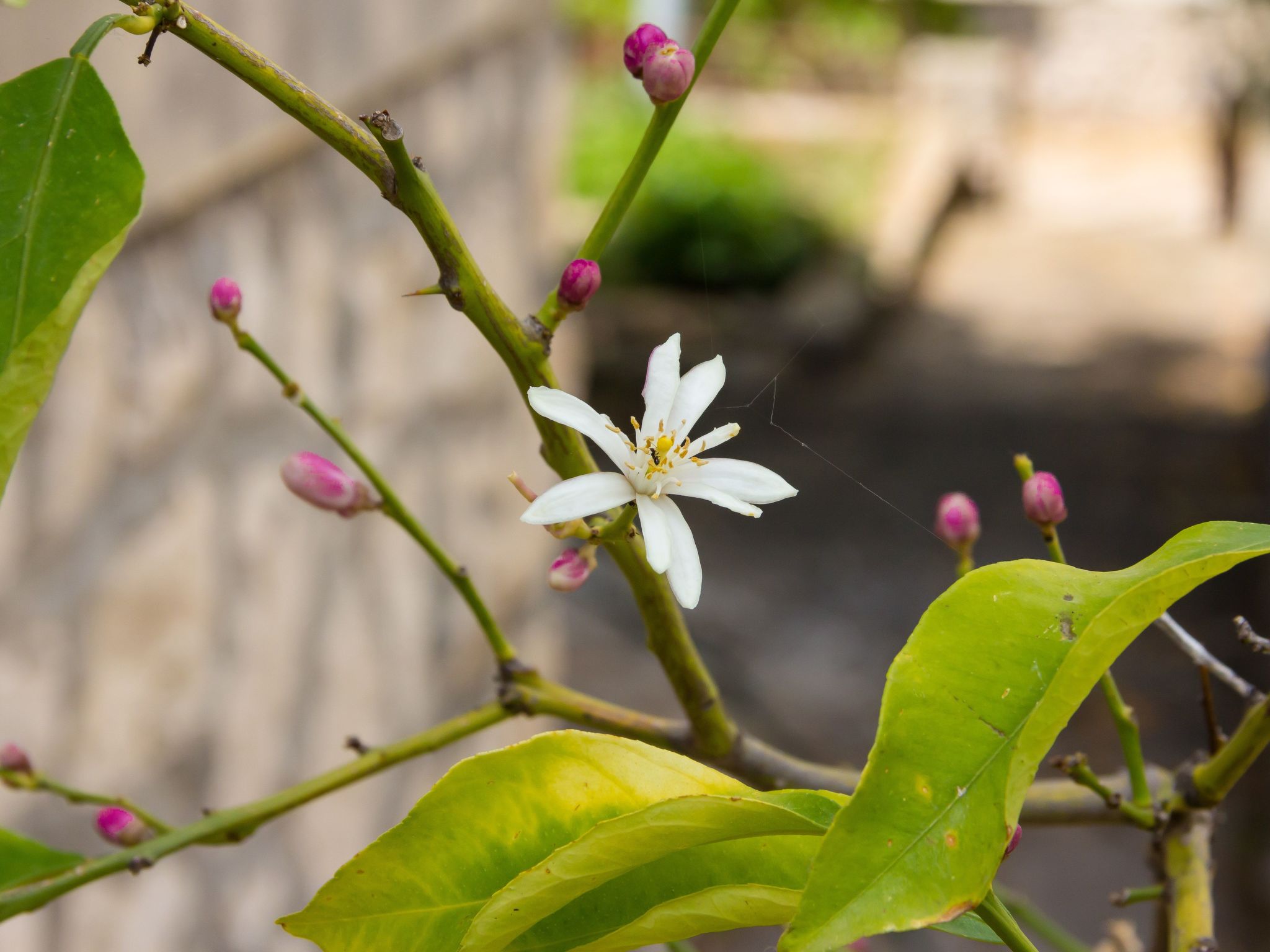 "Laurea" direkt am Strand-Image-tags.info
