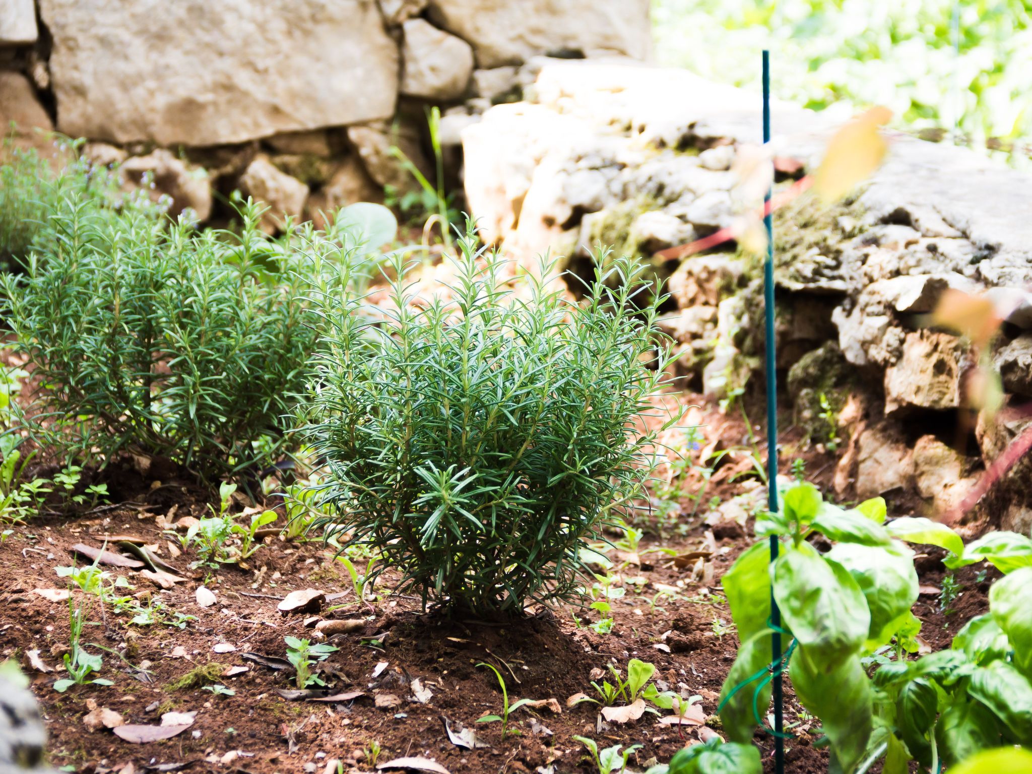 "Laurea" direkt am Strand-Image-tags.info