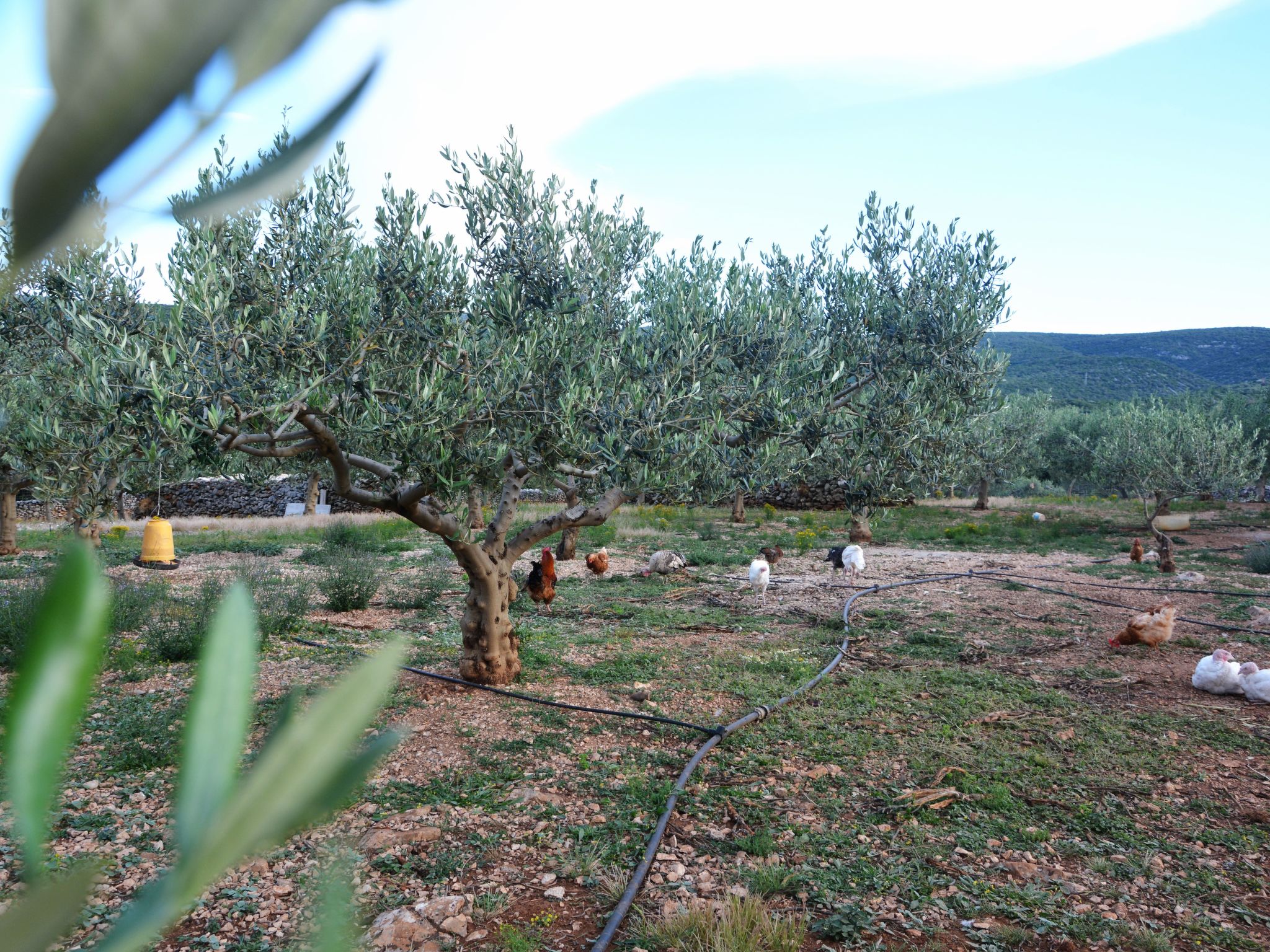 Mit Terrasse und Pool in herrlicher Naturlandschaft-Image-tags.info