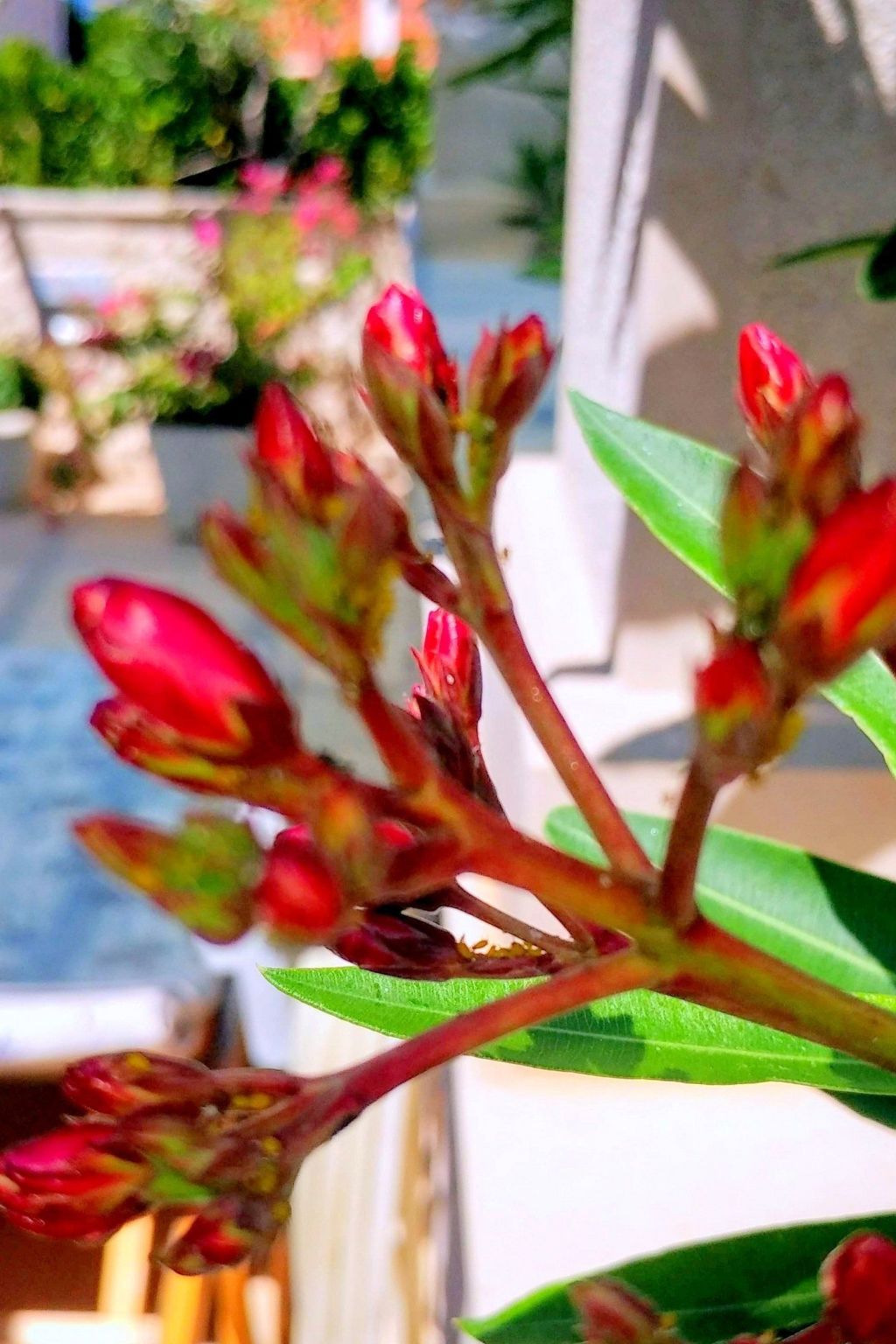 Apartments Villa Gracin-Dedans