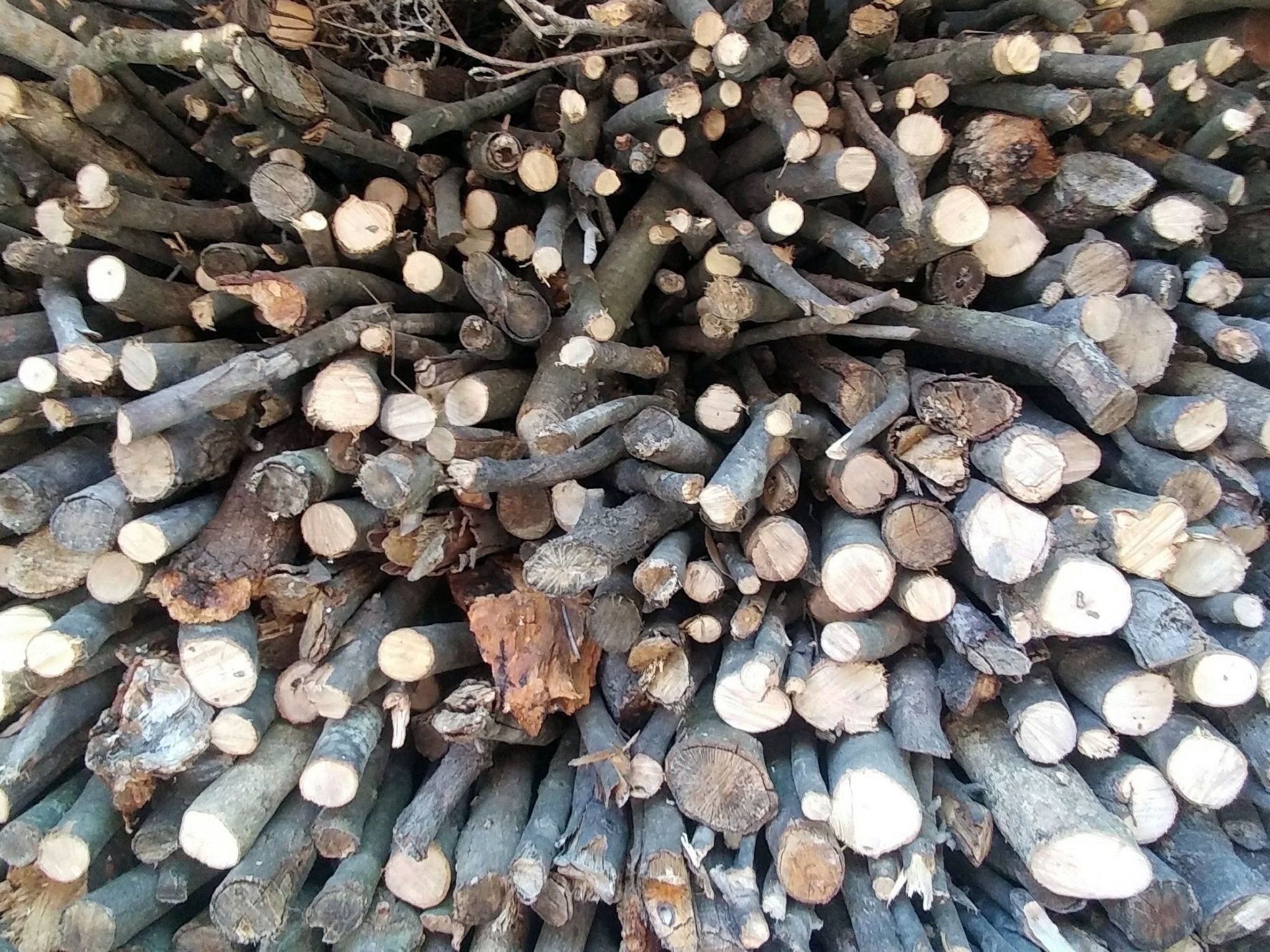 Apartments Villa Gracin-Dedans