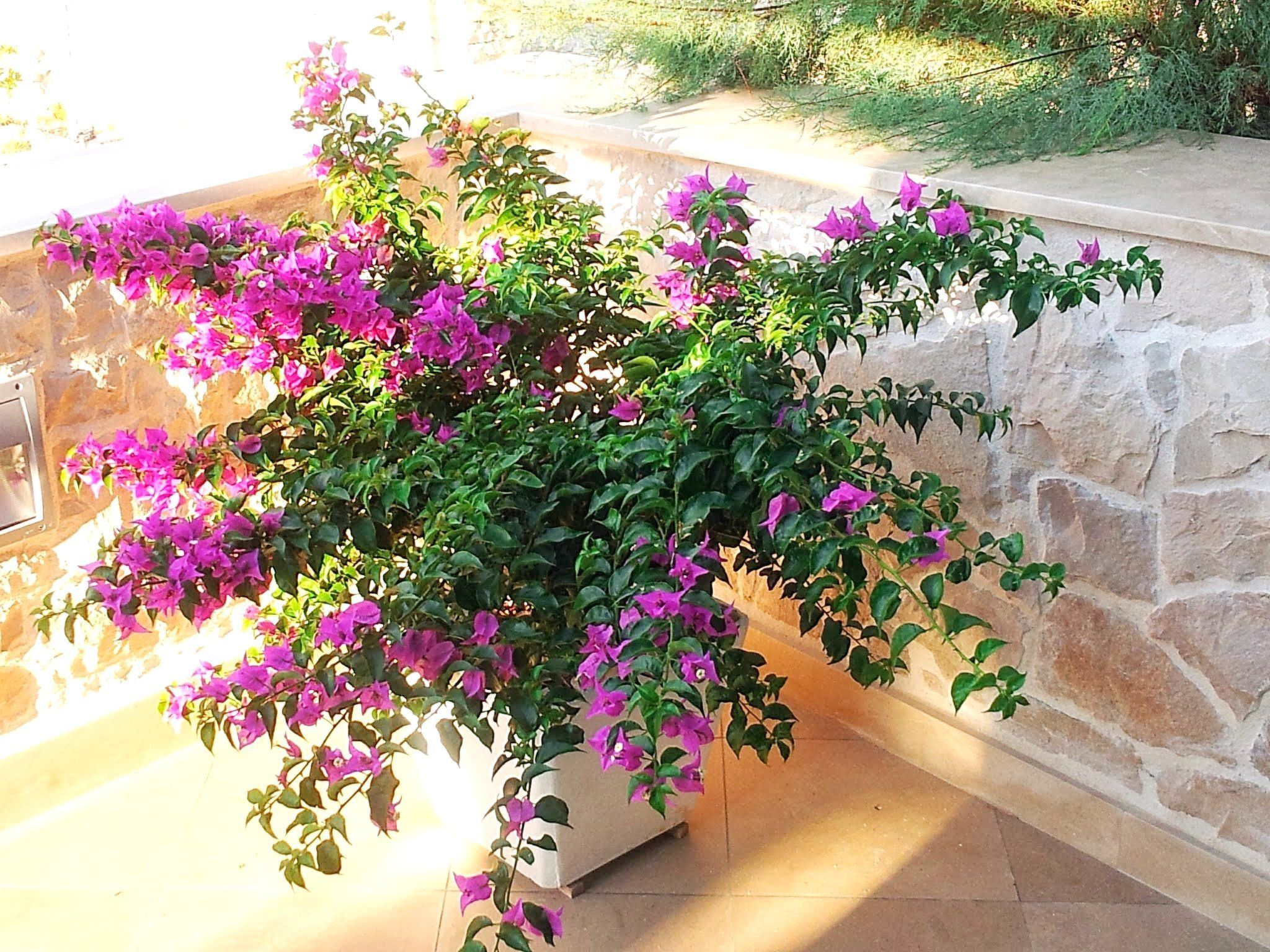 Apartments Villa Gracin-Dedans