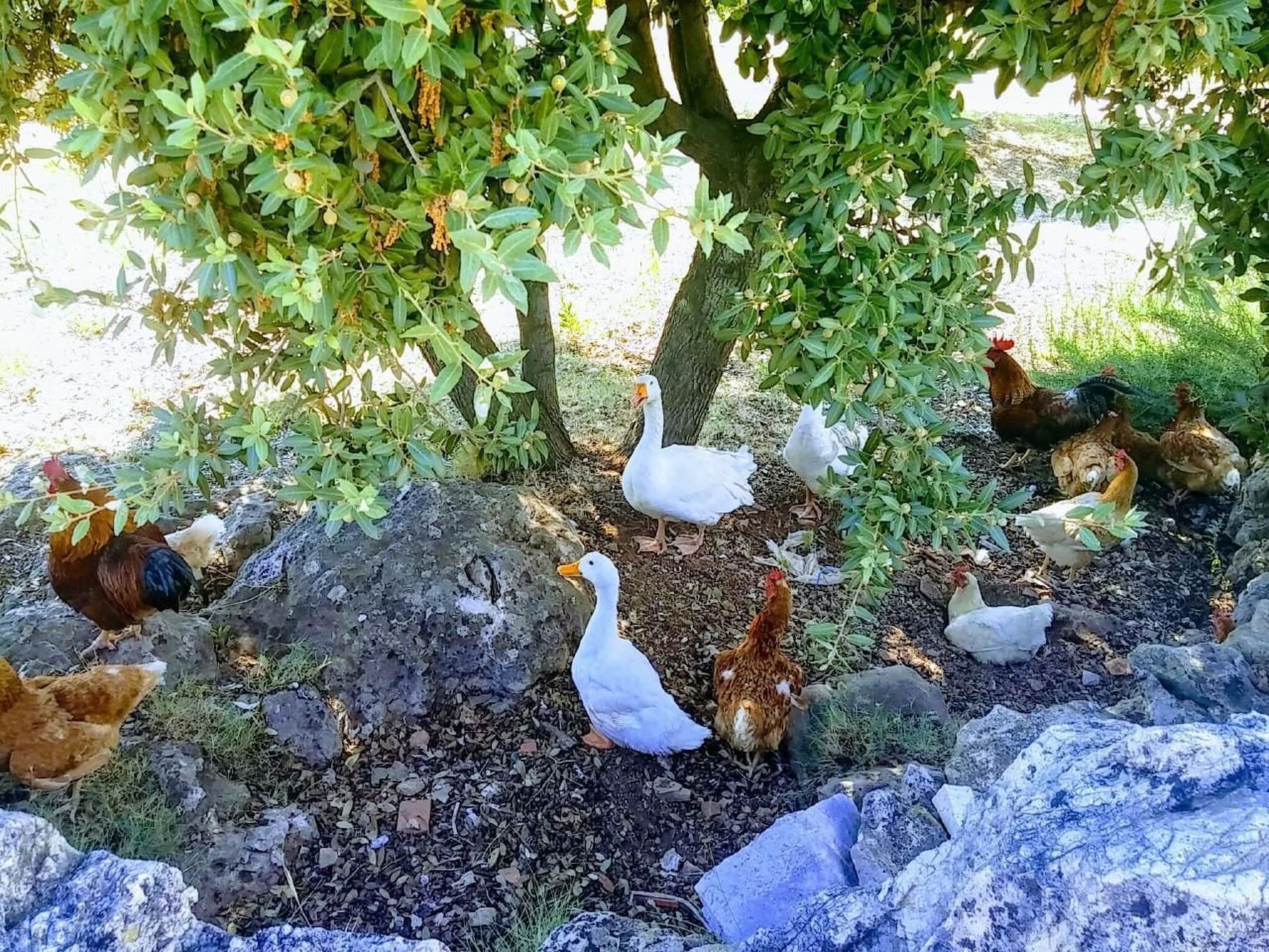 Ranch Visoka in Selca mit Panoramablick aufs Meer-Drinnen