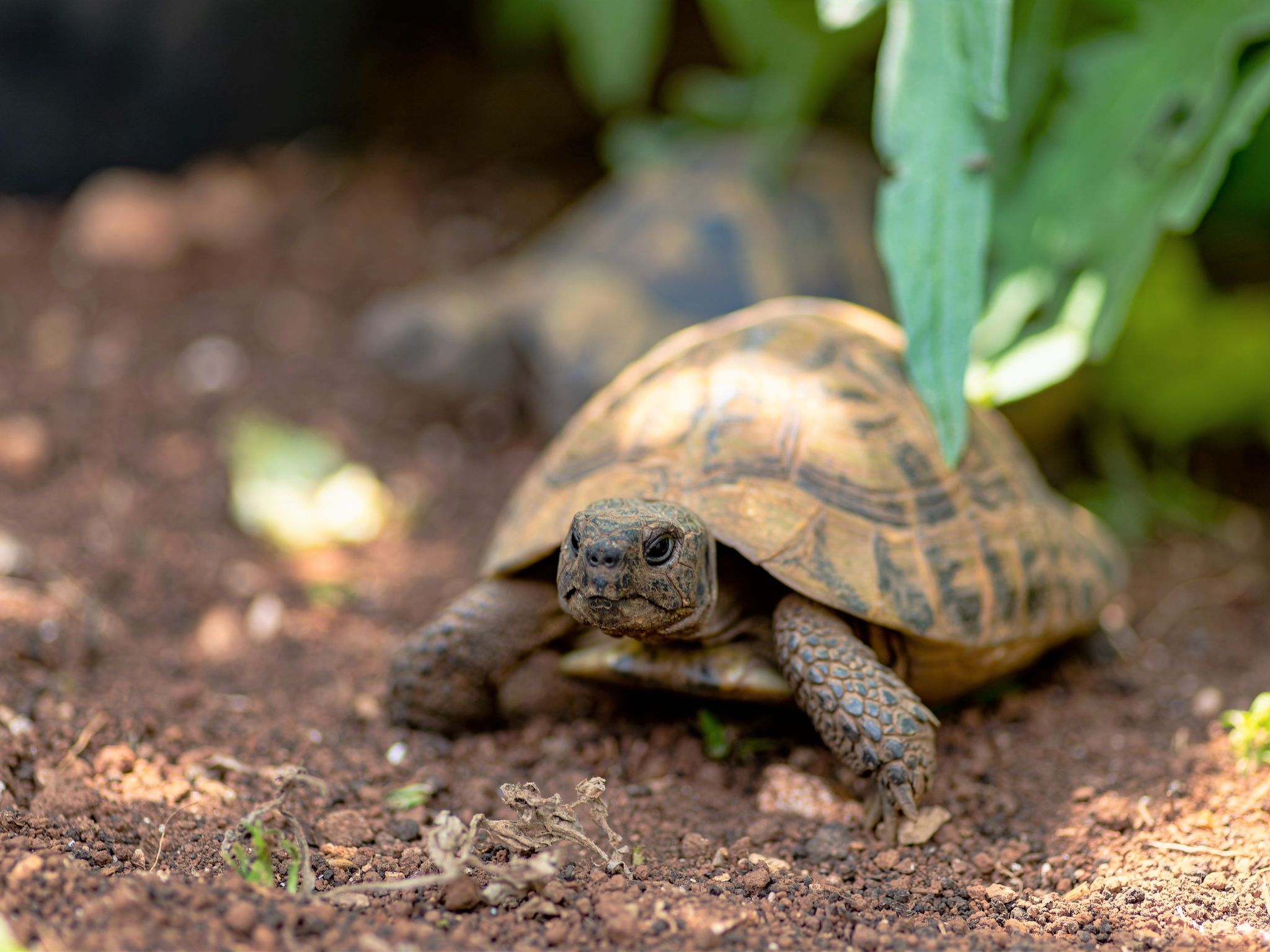 Ferienvilla "Laurus" mit Blick auf das Wasser-Binnen