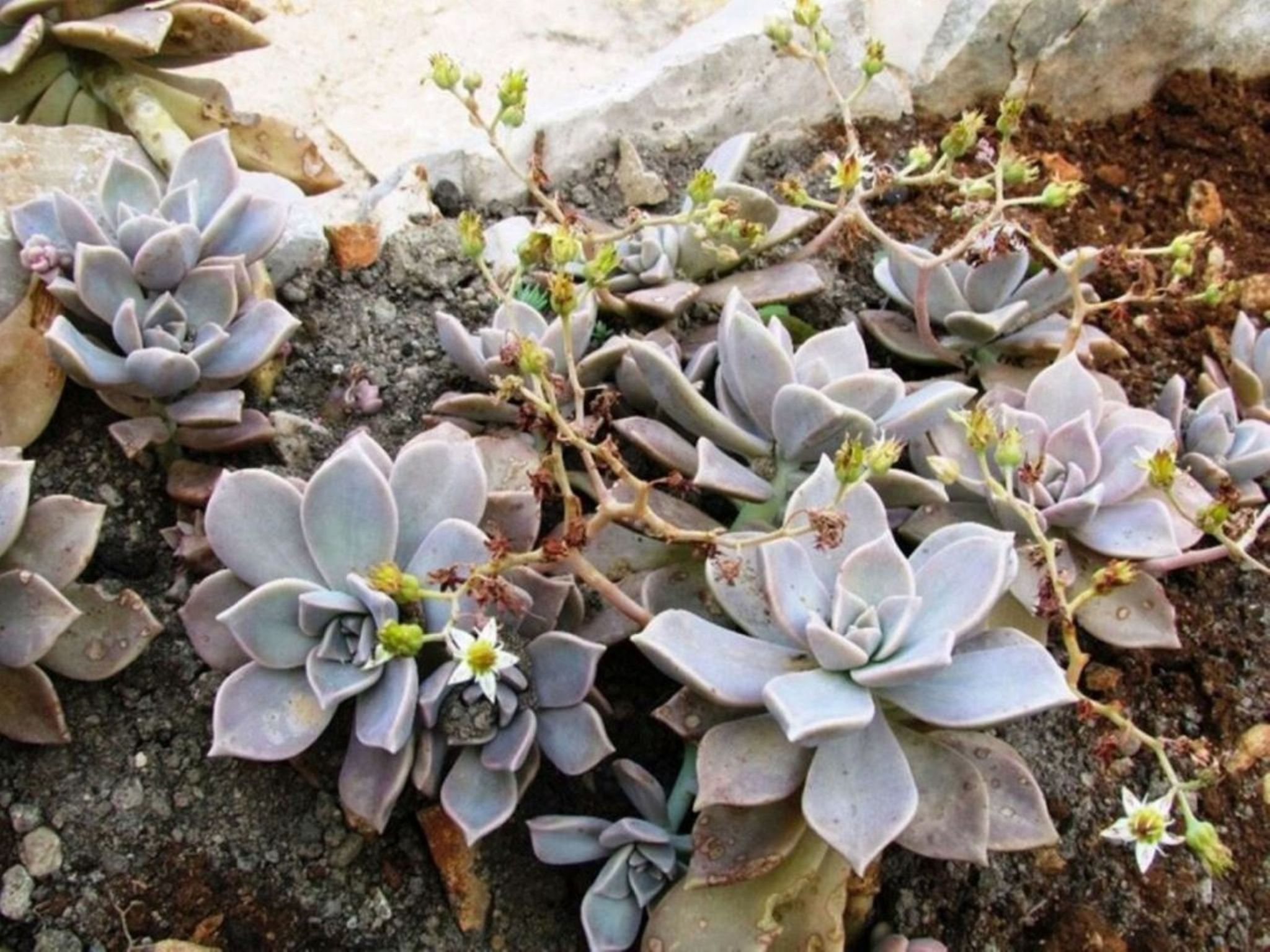 Haus Jakov direkt am Meer - Insel Hvar-Drinnen